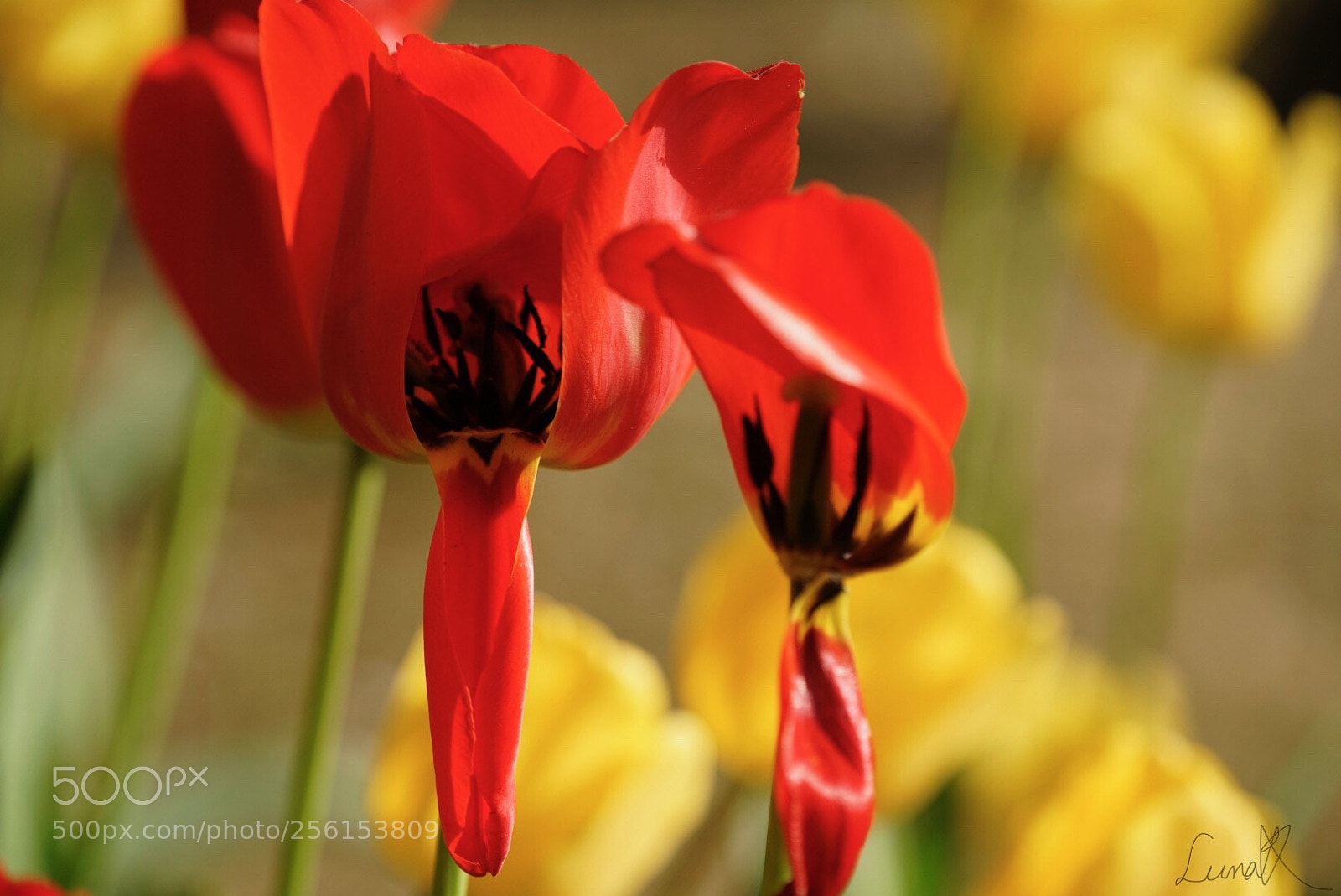 Sony a7R II sample photo. Spring is going by photography