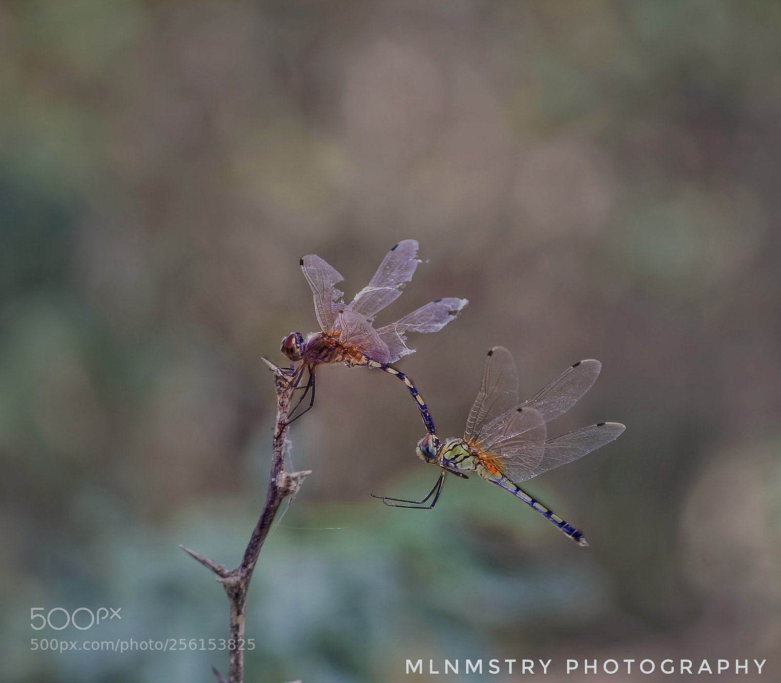 Canon EOS 1200D (EOS Rebel T5 / EOS Kiss X70 / EOS Hi) sample photo. Dragonflies photography