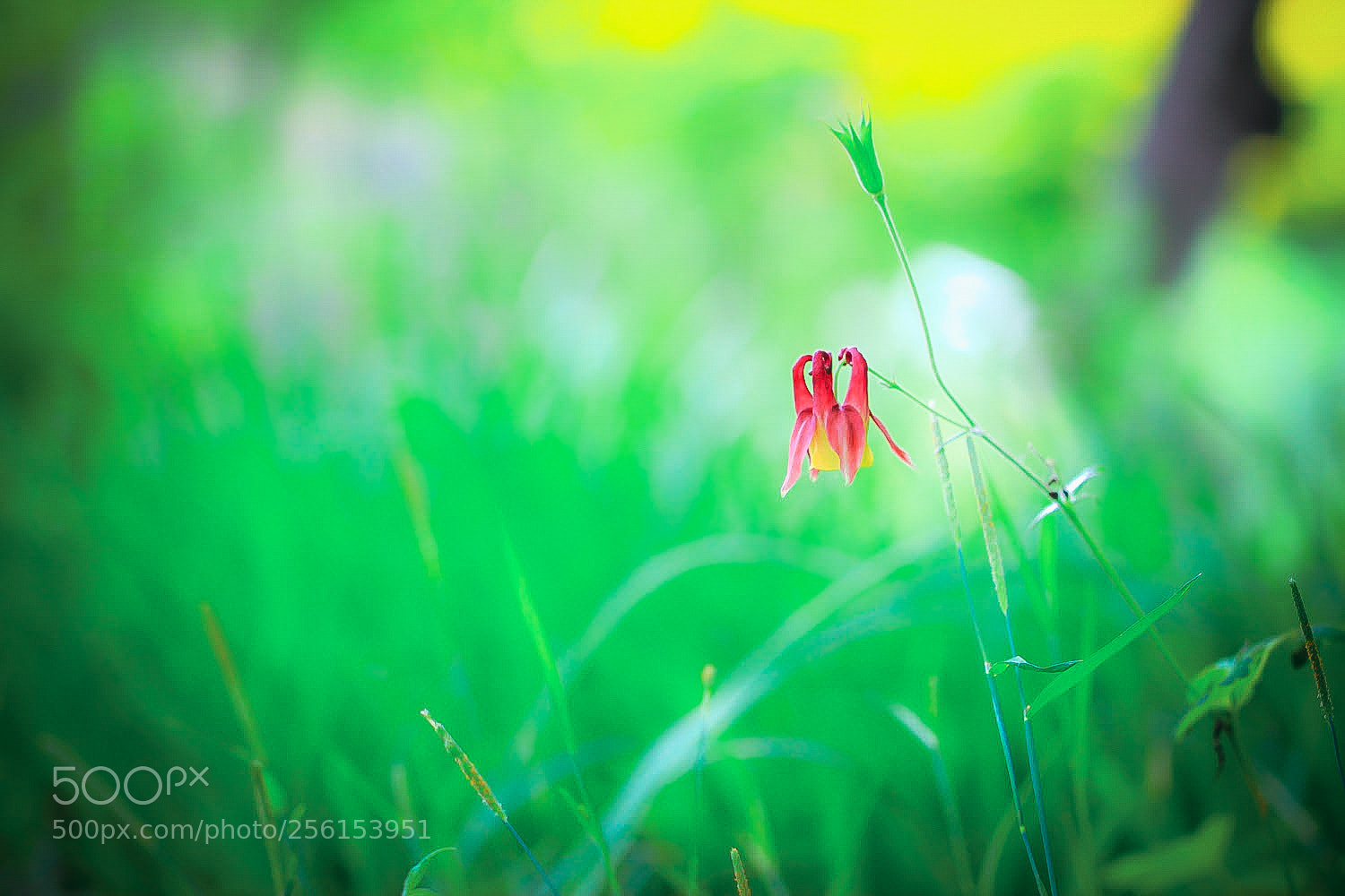 Canon EOS 600D (Rebel EOS T3i / EOS Kiss X5) sample photo. Aquilegia photography
