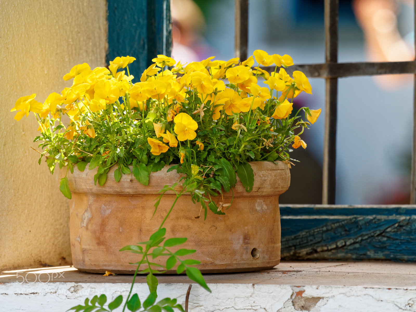 Olympus OM-D E-M1 sample photo. Sunny flowers photography