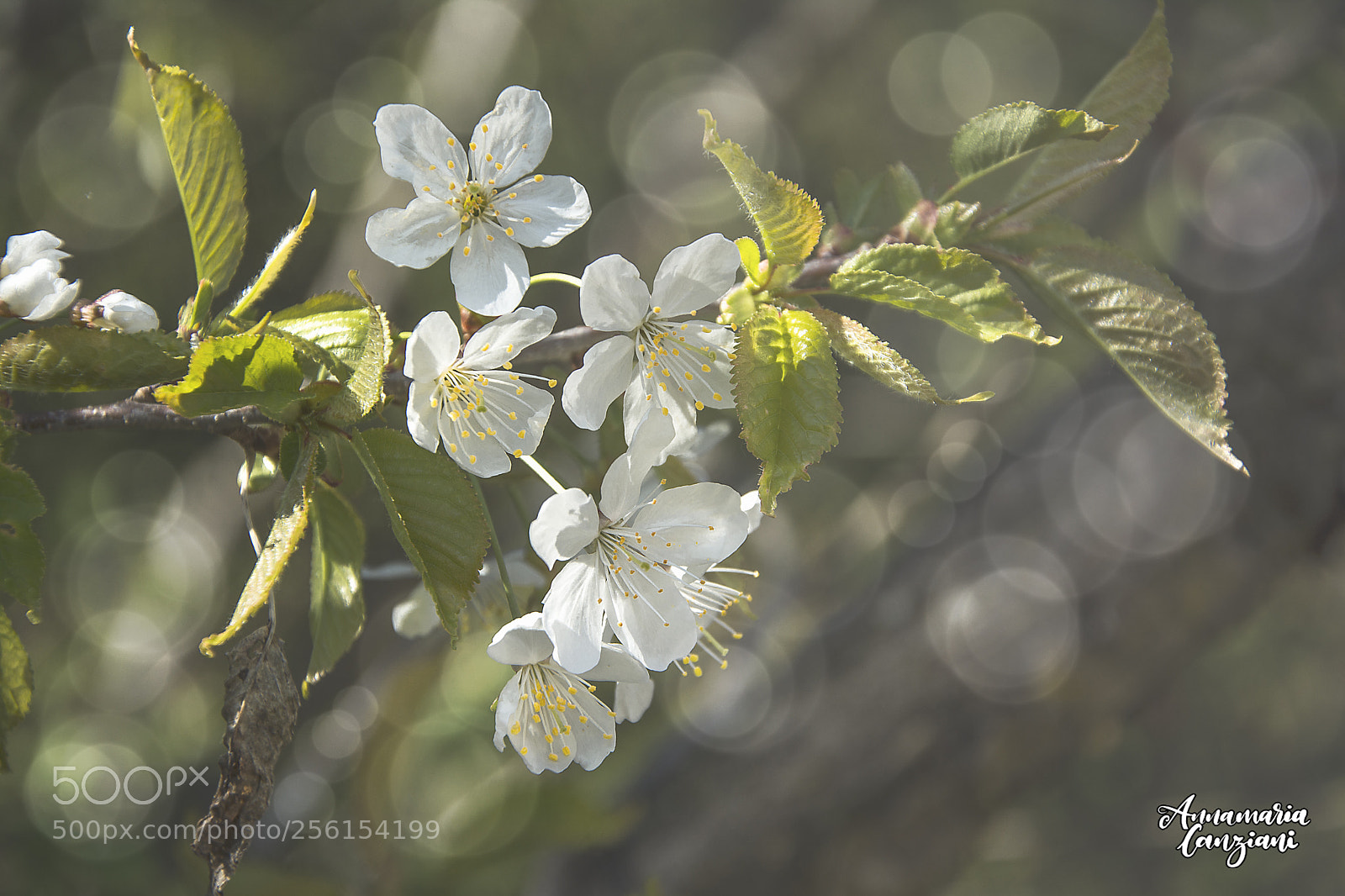 Nikon D5200 sample photo. White blooming  photography
