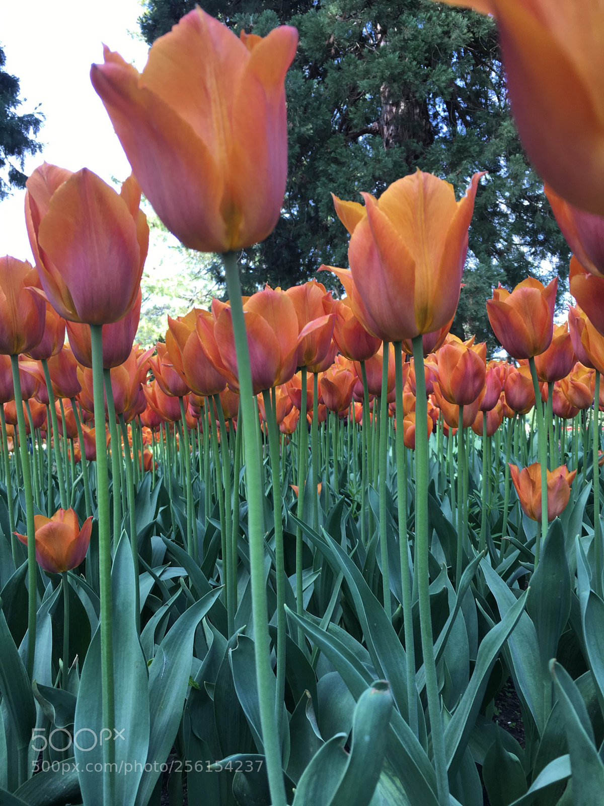 Apple iPhone 6s sample photo. Tulipe  photography