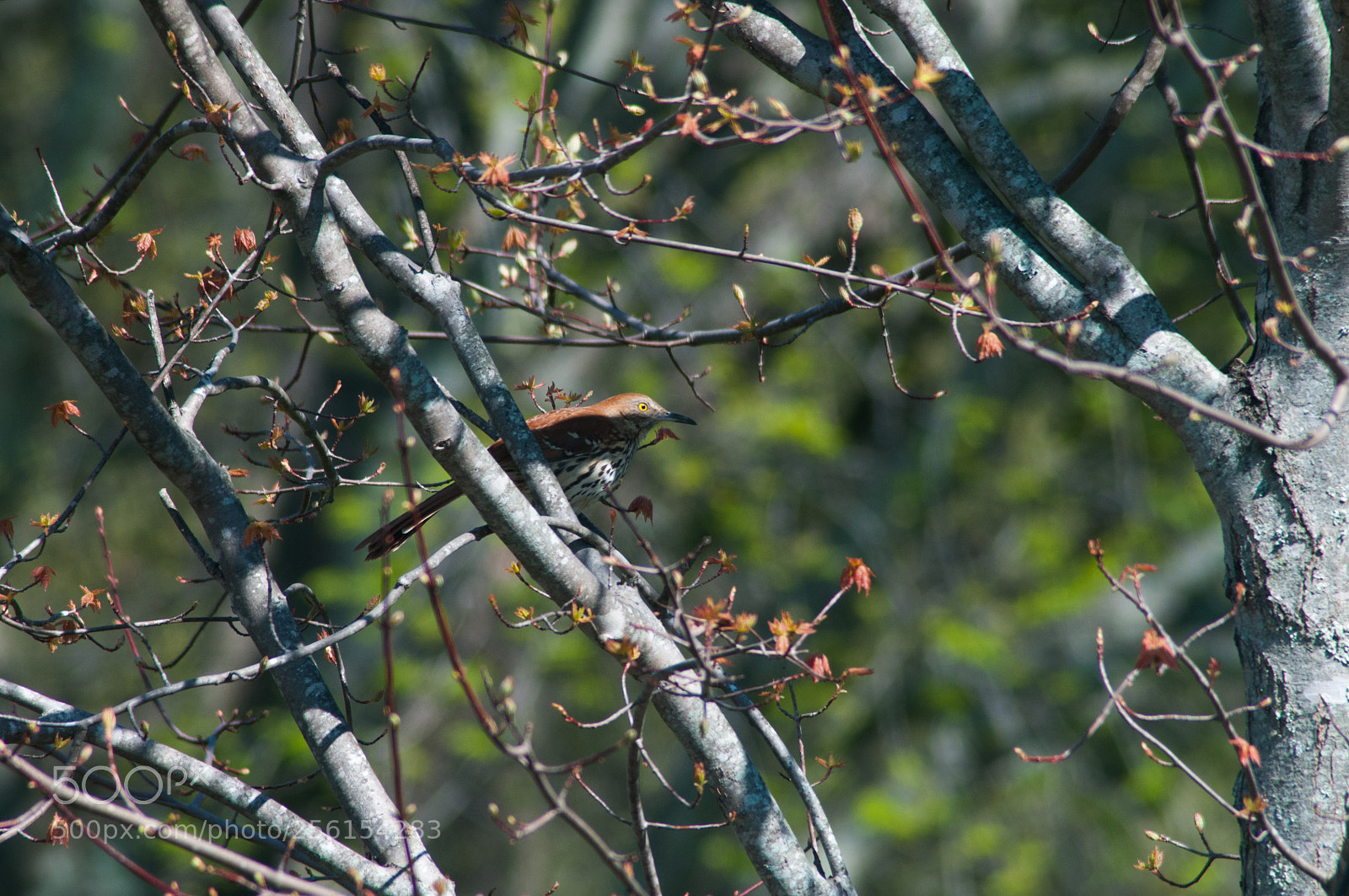 Nikon D300 sample photo. A brown thrasher photography