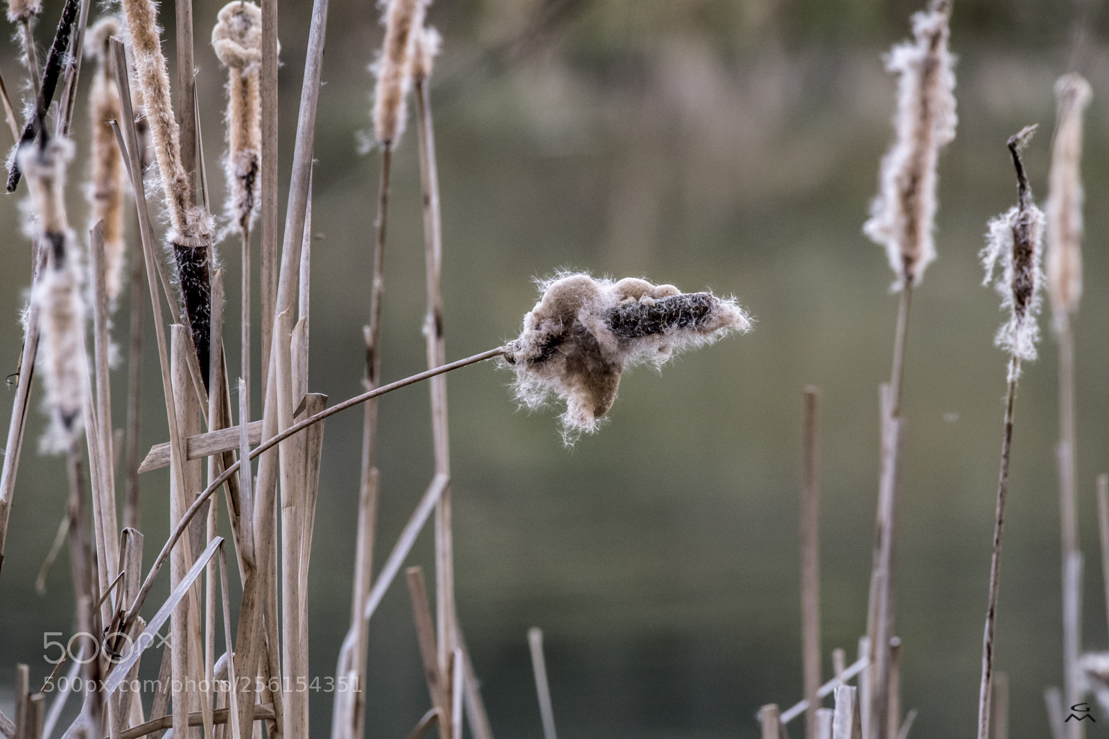 Nikon D5 sample photo. Reed - bullrushes photography