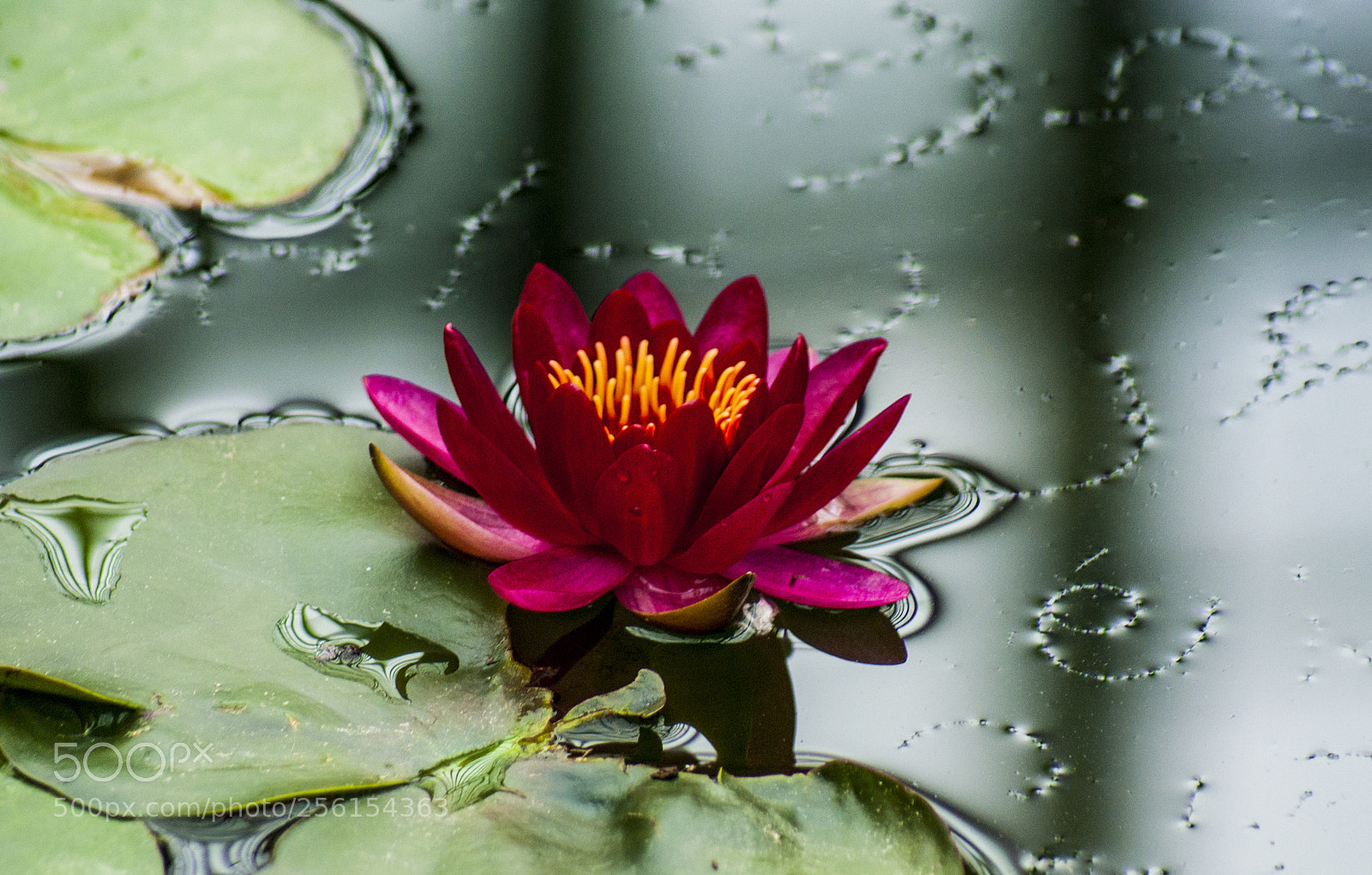 Sony Alpha DSLR-A100 sample photo. Waterlily on mirror photography