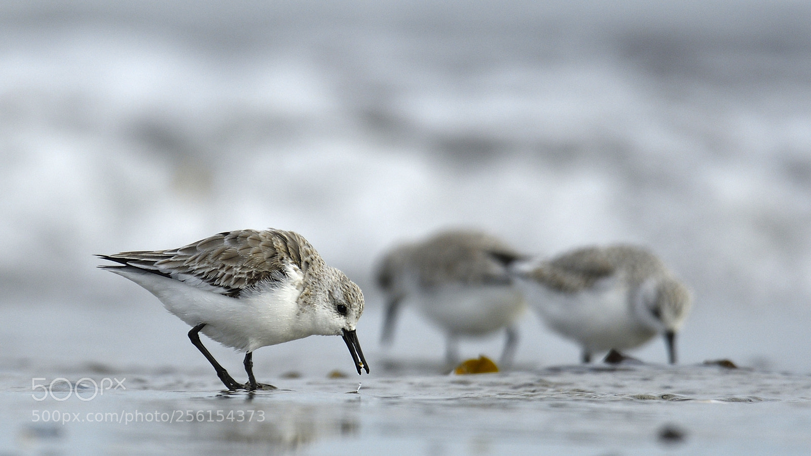 Nikon D500 sample photo. Calidris alba photography