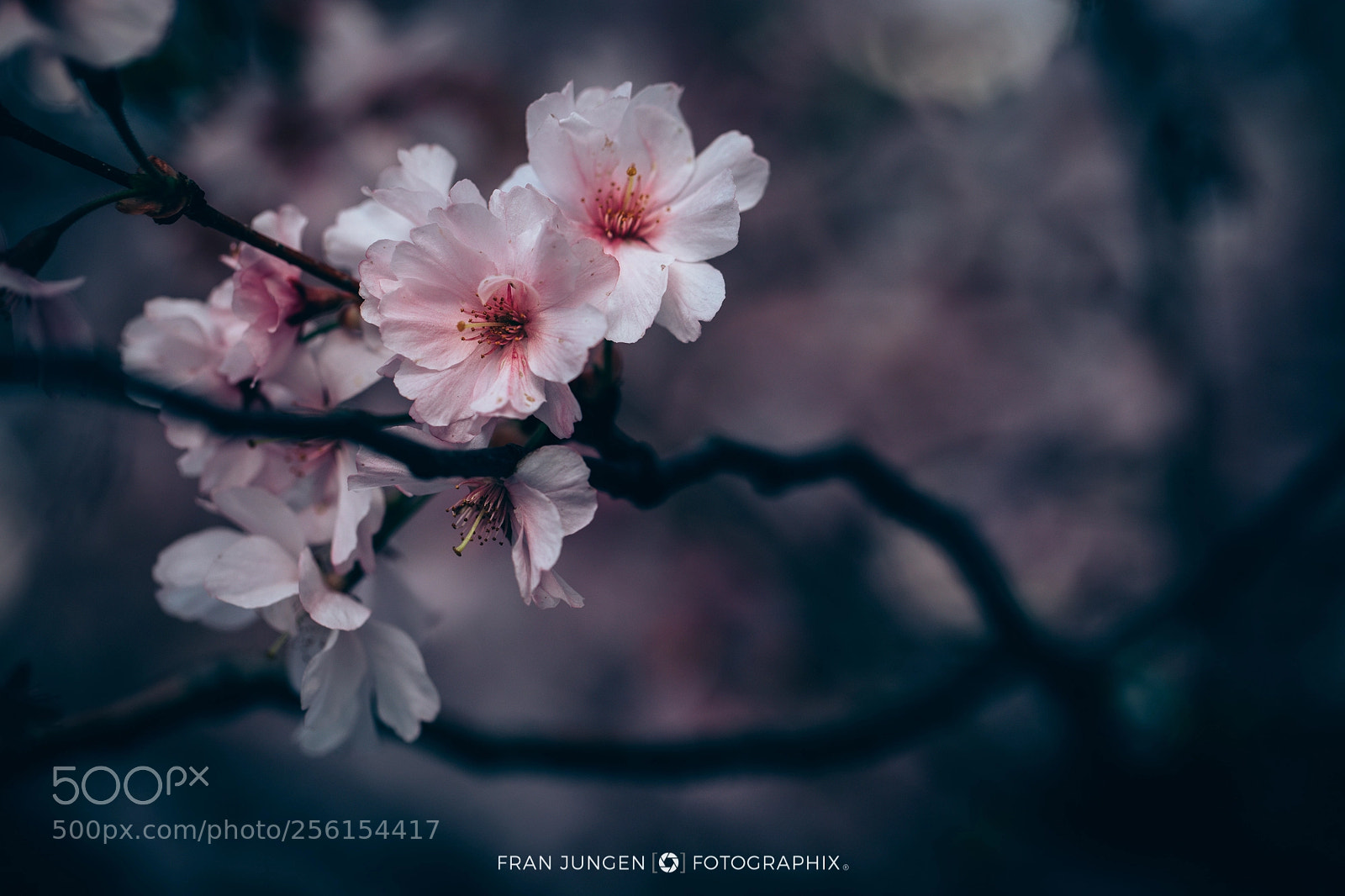 Canon EOS 5D Mark IV sample photo. [ cherry blossoms ] photography