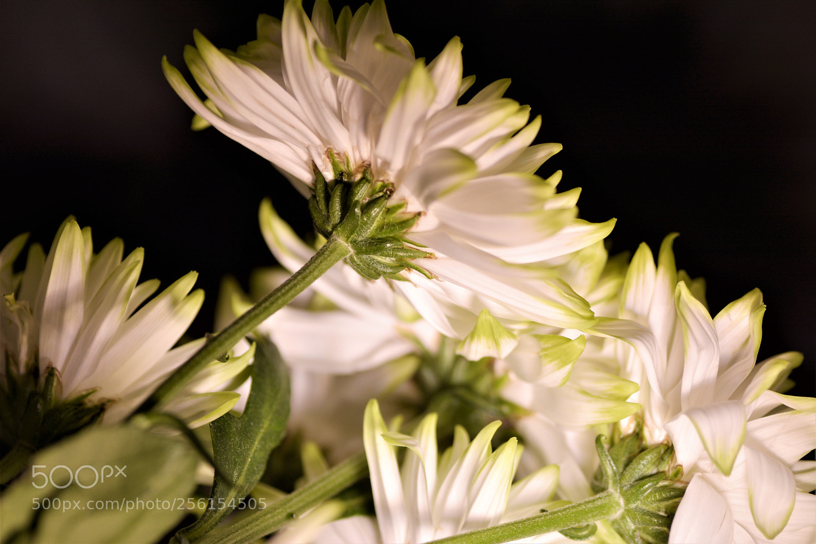 Nikon D7100 sample photo. Flowers photography