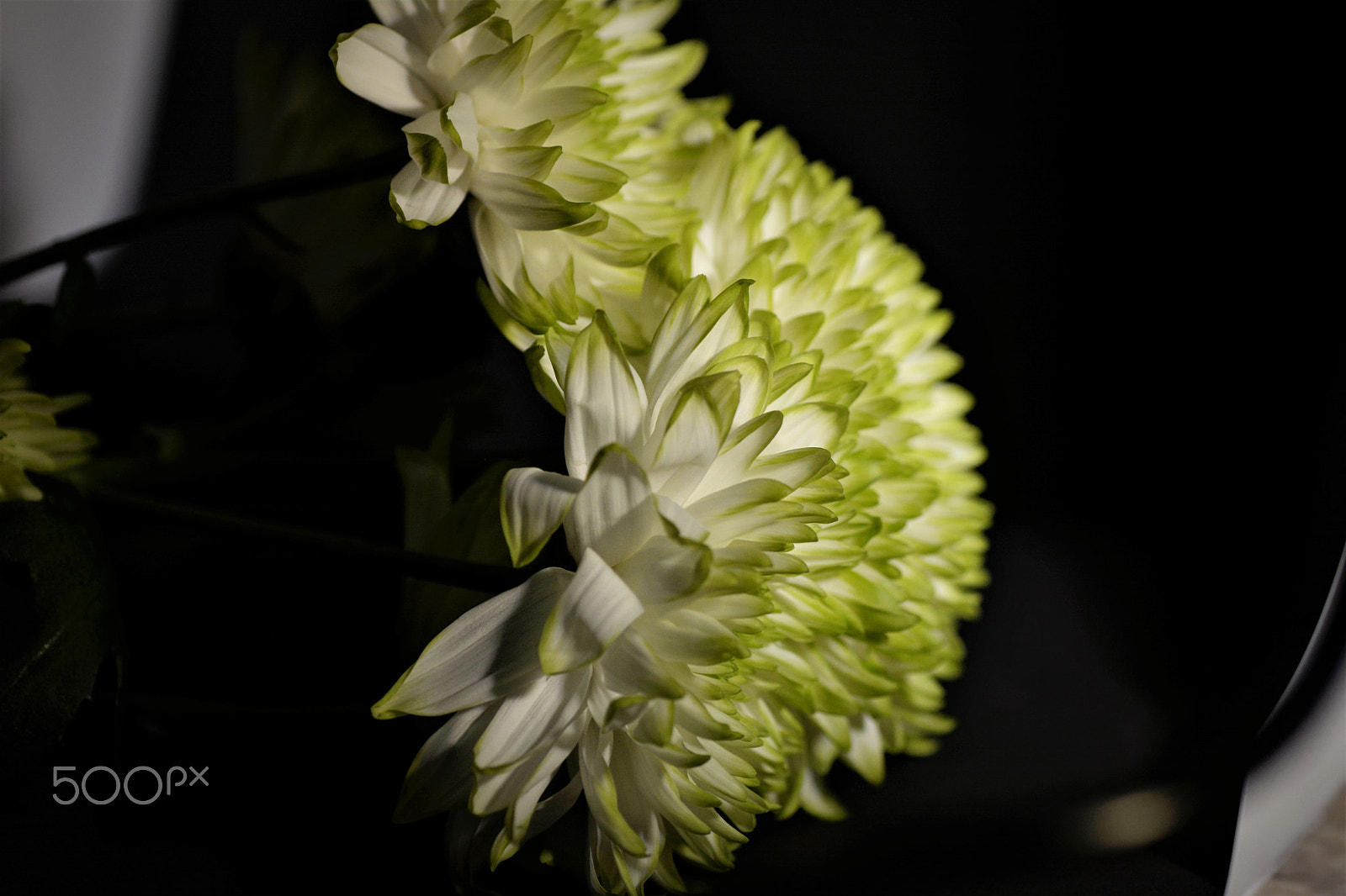 Nikon D7100 sample photo. Flowers photography