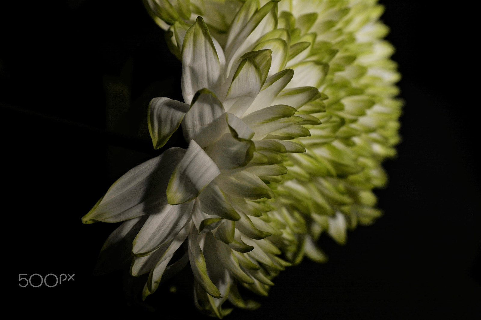 Nikon D7100 sample photo. Flowers photography