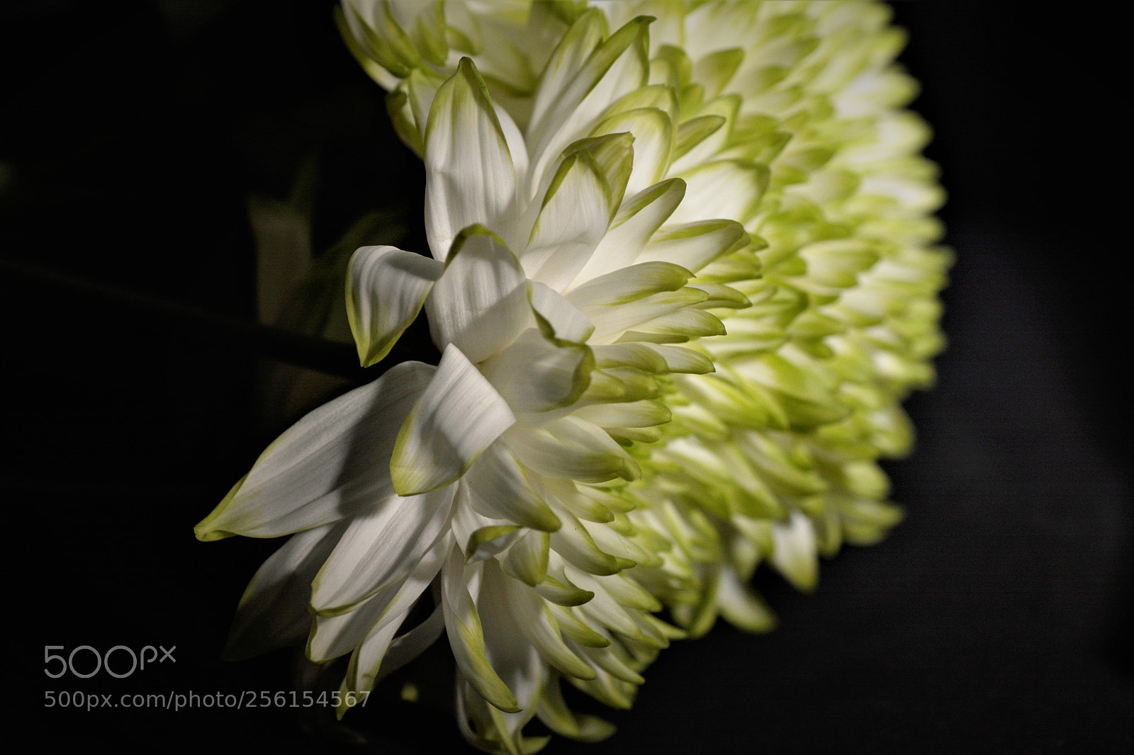 Nikon D7100 sample photo. Flowers photography