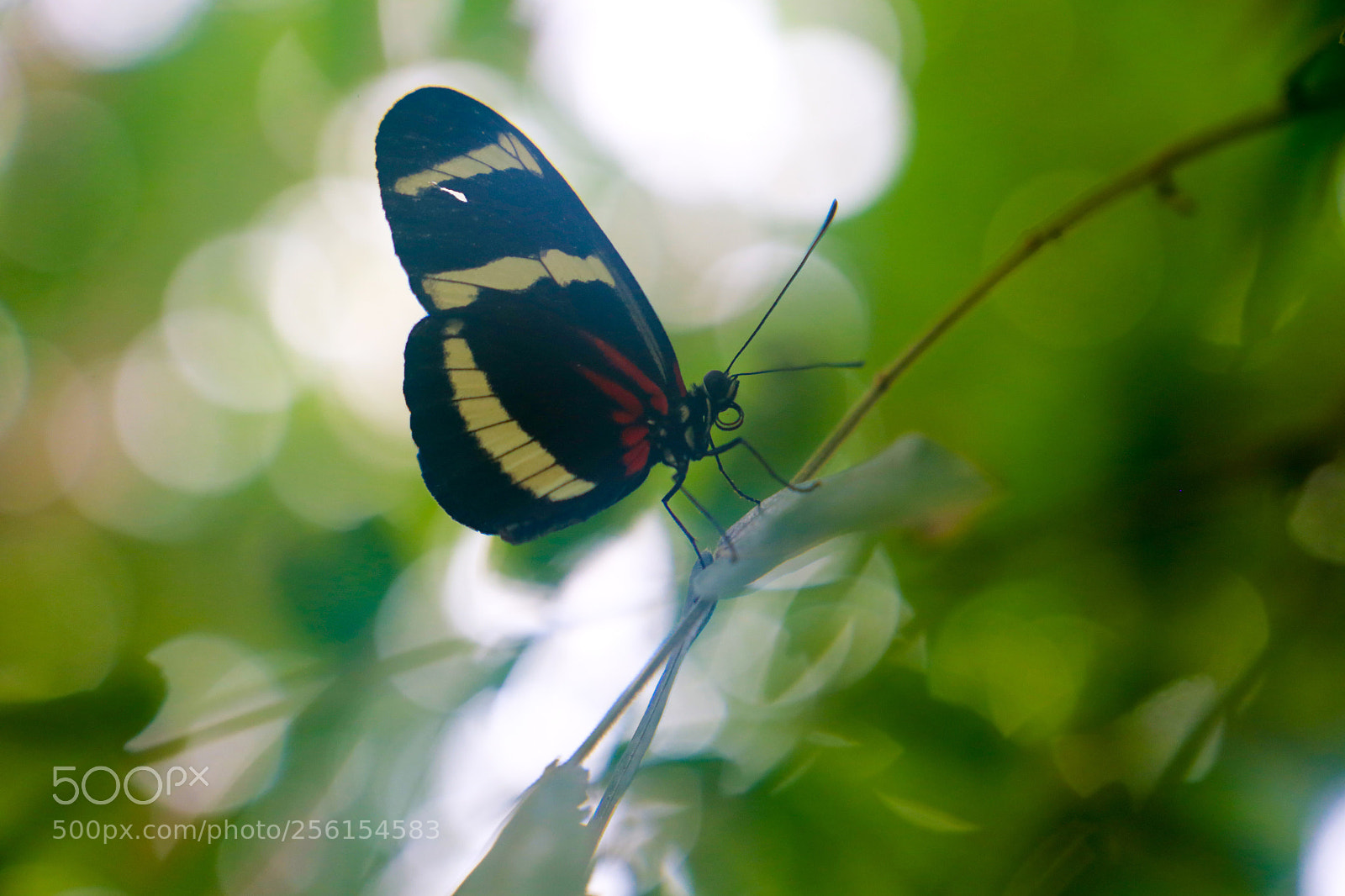 Canon EOS 6D sample photo. Butterfly photography