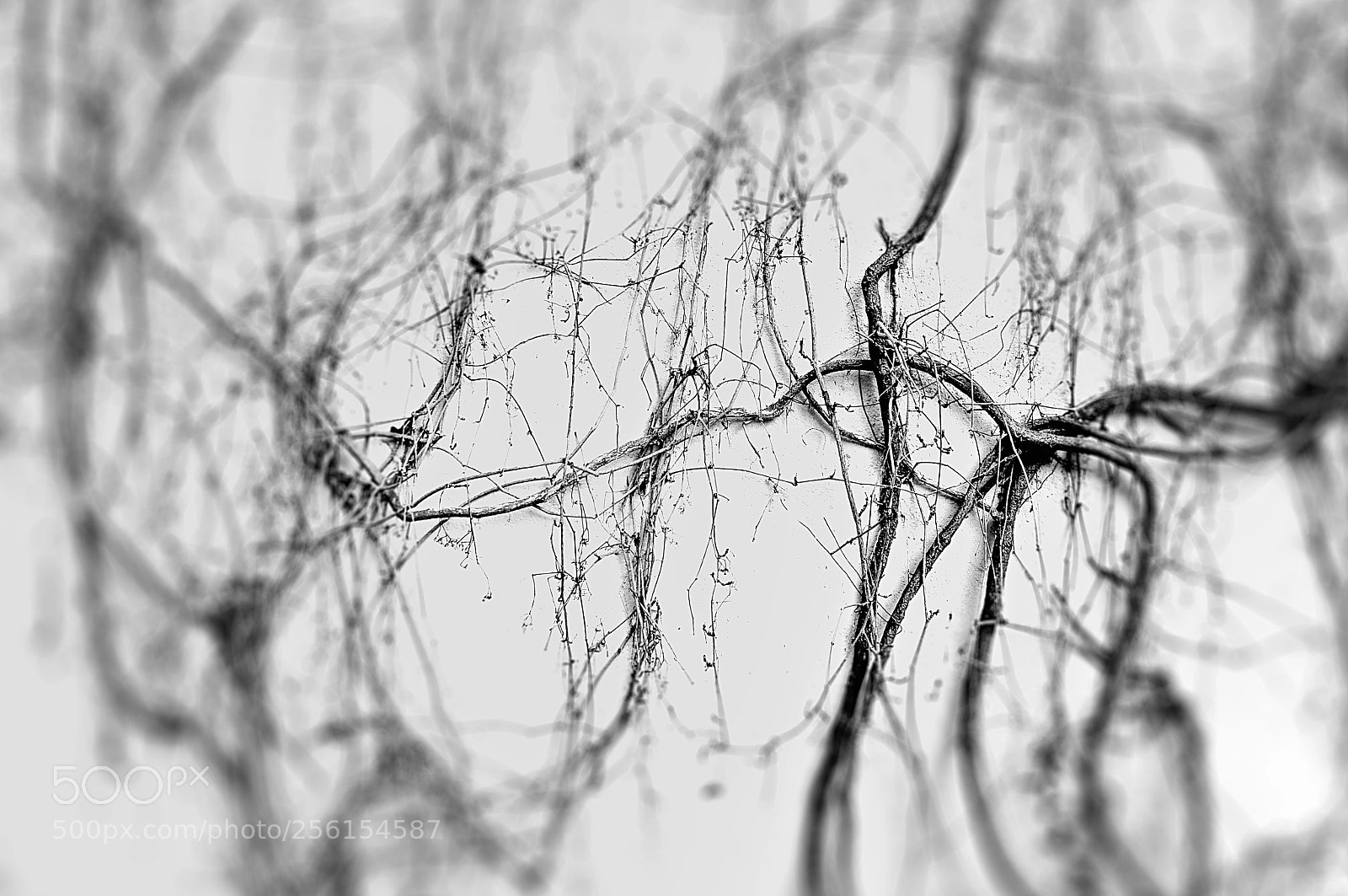 Nikon D5000 sample photo. Entangled photography