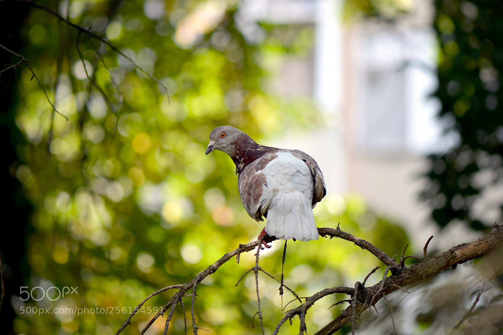 Nikon D600 sample photo. Surprised... photography