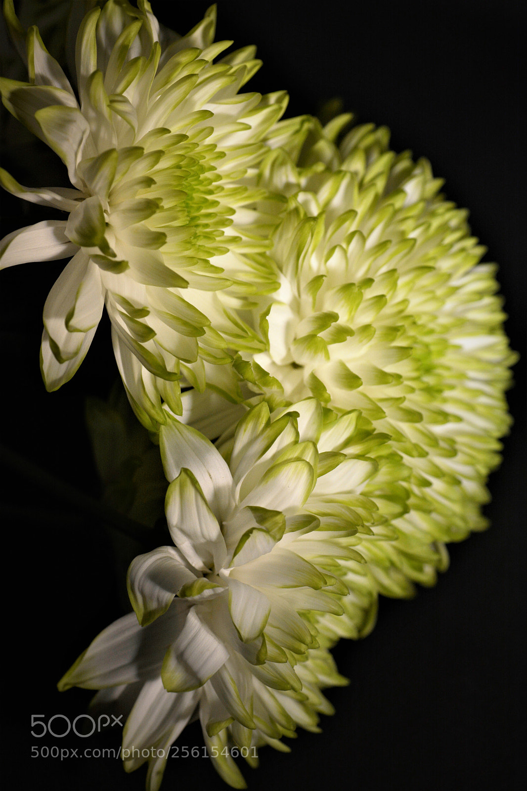 Nikon D7100 sample photo. Flowers photography