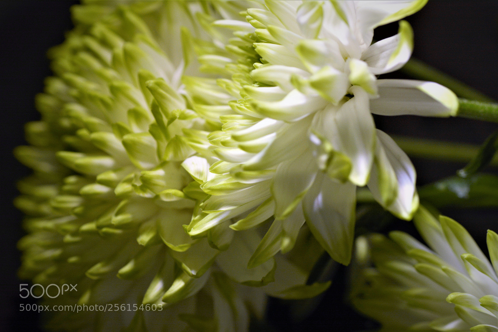Nikon D7100 sample photo. Flowers photography