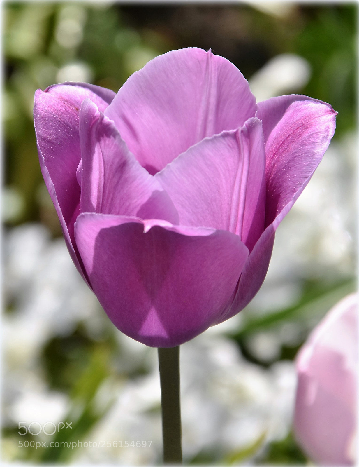 Nikon D7200 sample photo. "lila tulip" photography