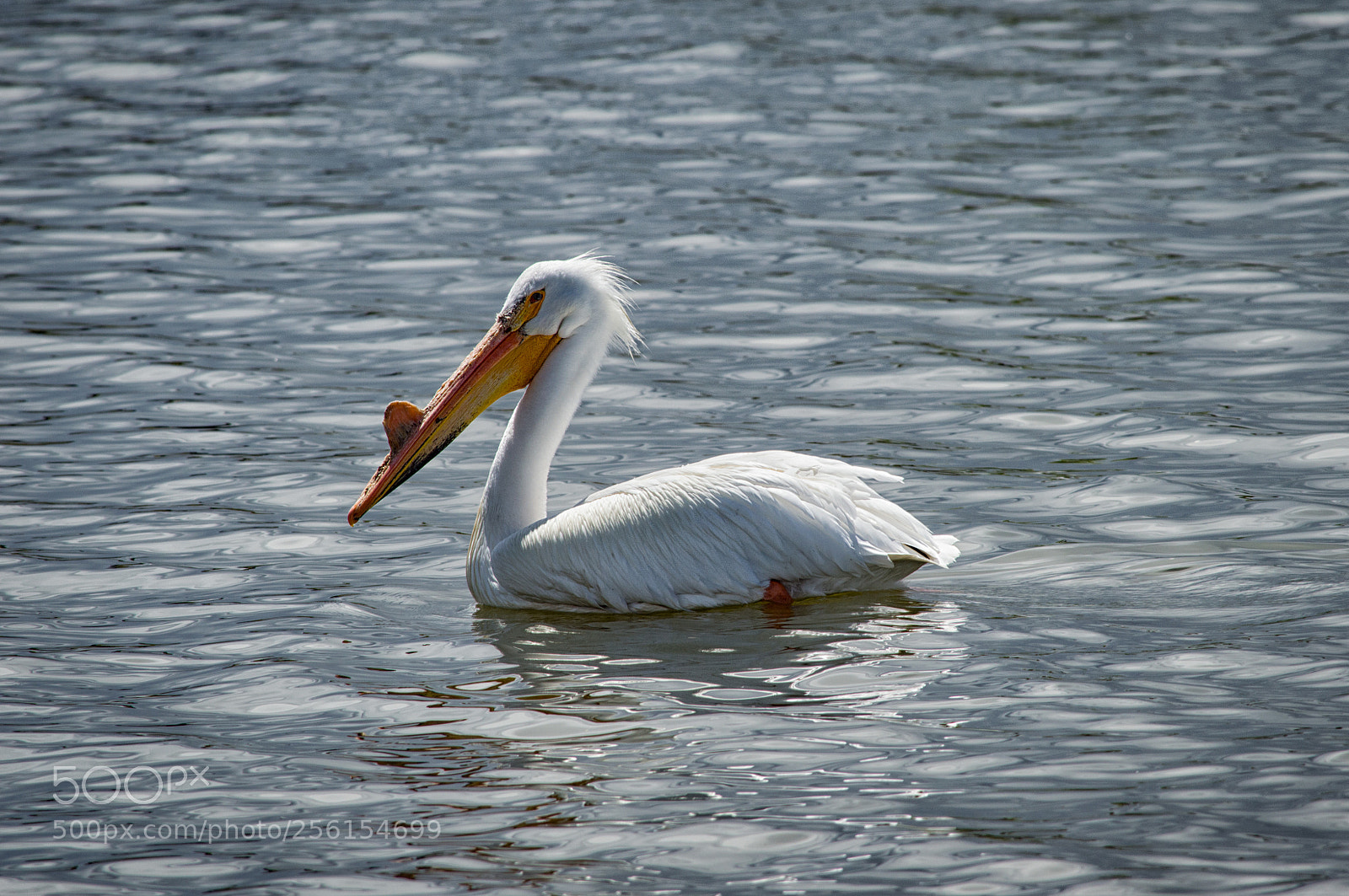 Nikon D3200 sample photo. Pelican photography