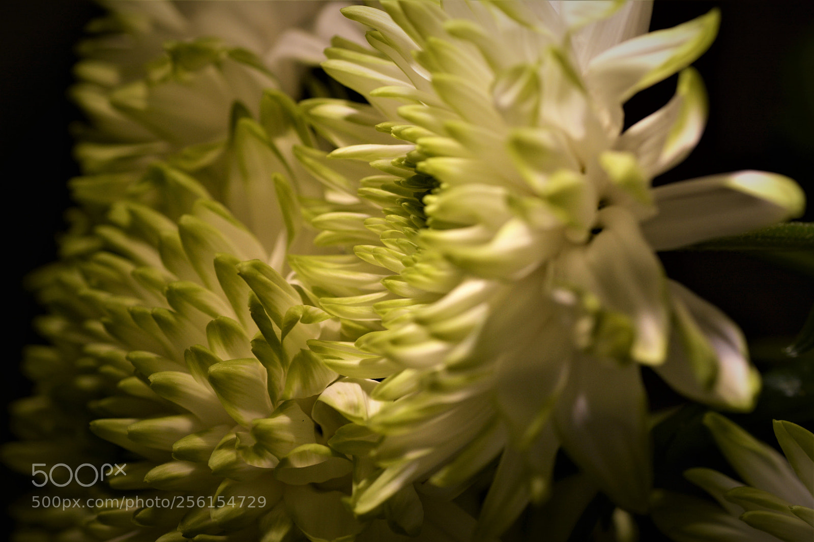 Nikon D7100 sample photo. Flowers photography