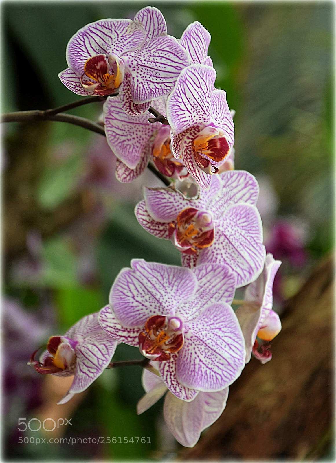 Nikon D7200 sample photo. "orchid" photography