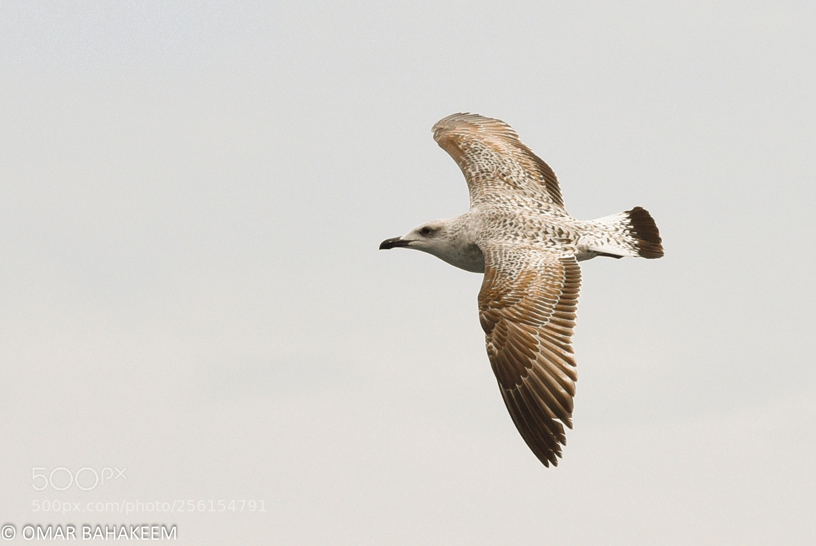 Nikon D750 sample photo. Bird photography