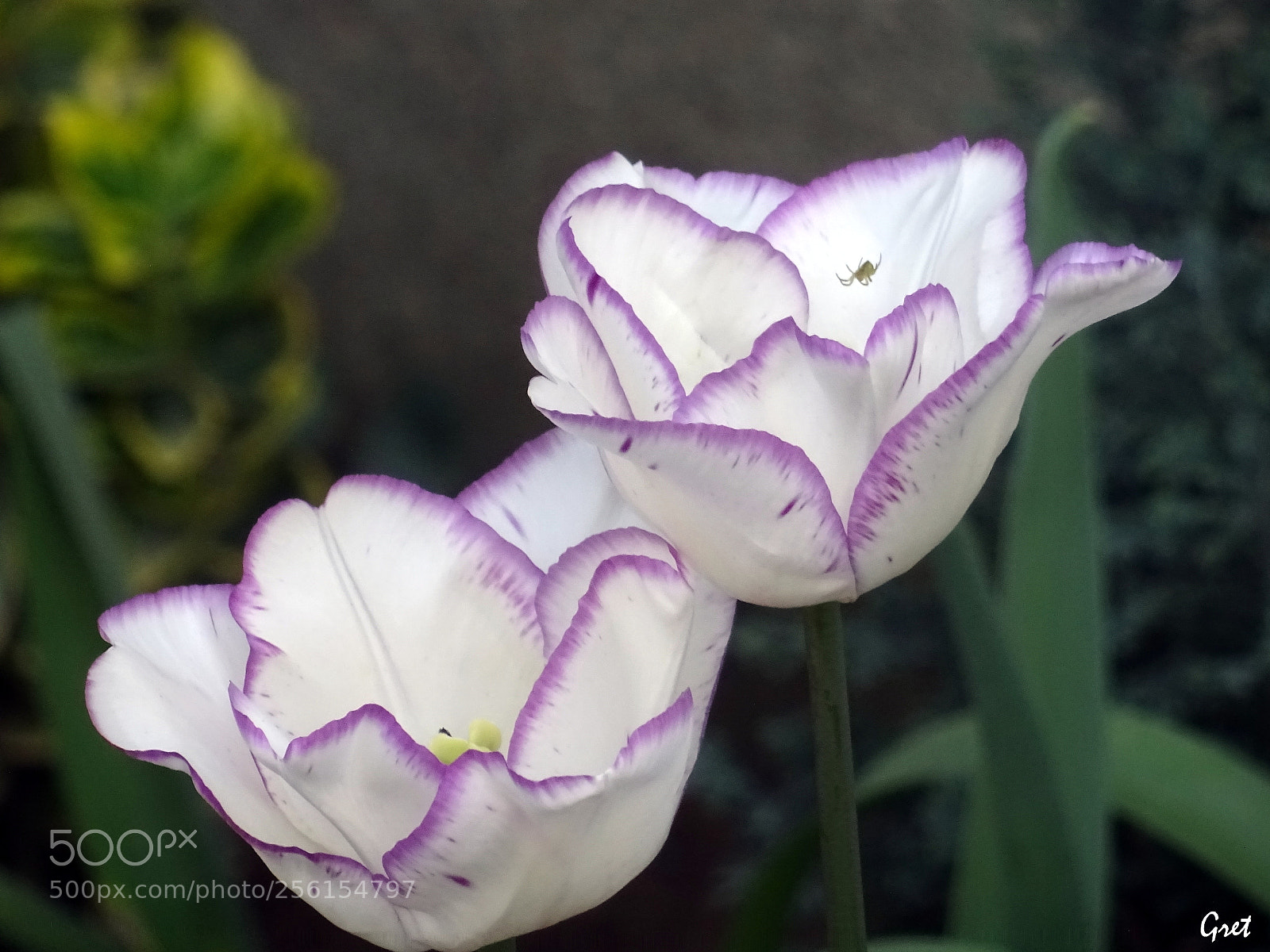 Sony DSC-HX60 sample photo. Beautiful tulips photography