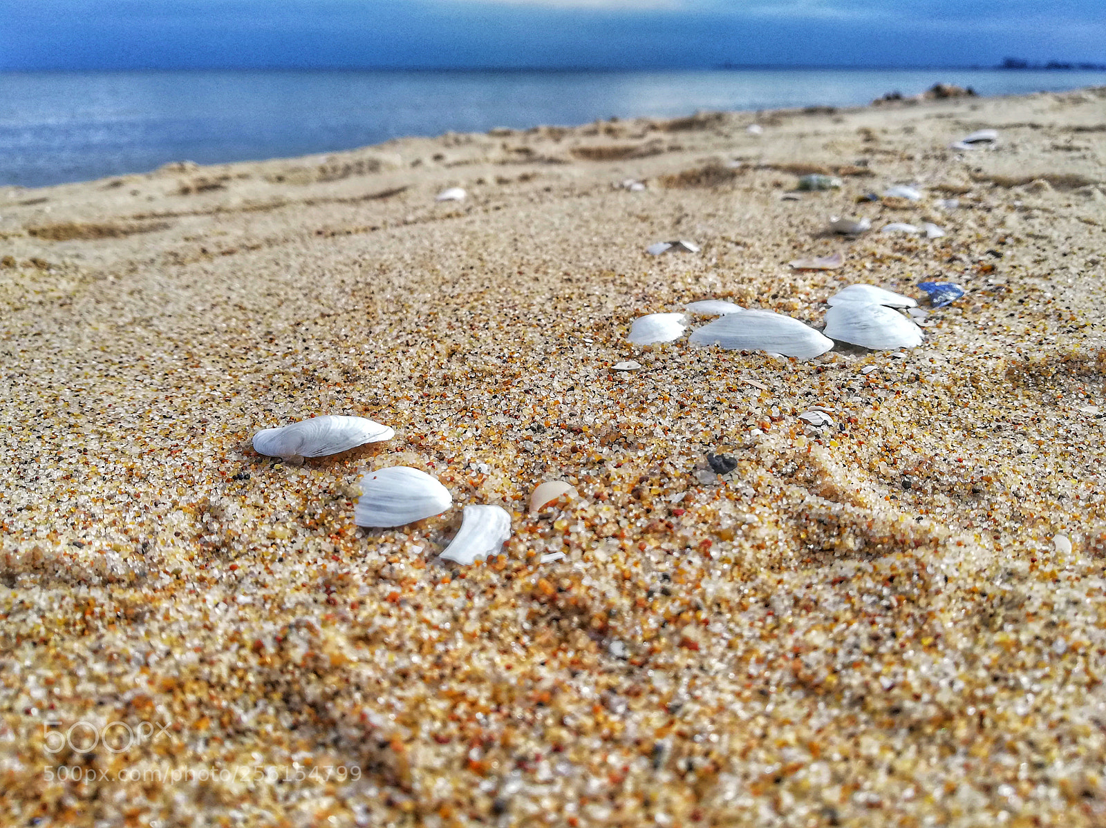 HUAWEI Mate 10 Lite sample photo. Muszle photography