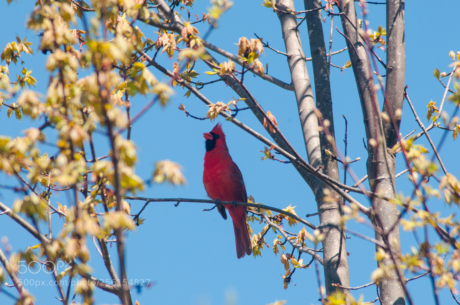Nikon D300 sample photo. A perched cardinal photography