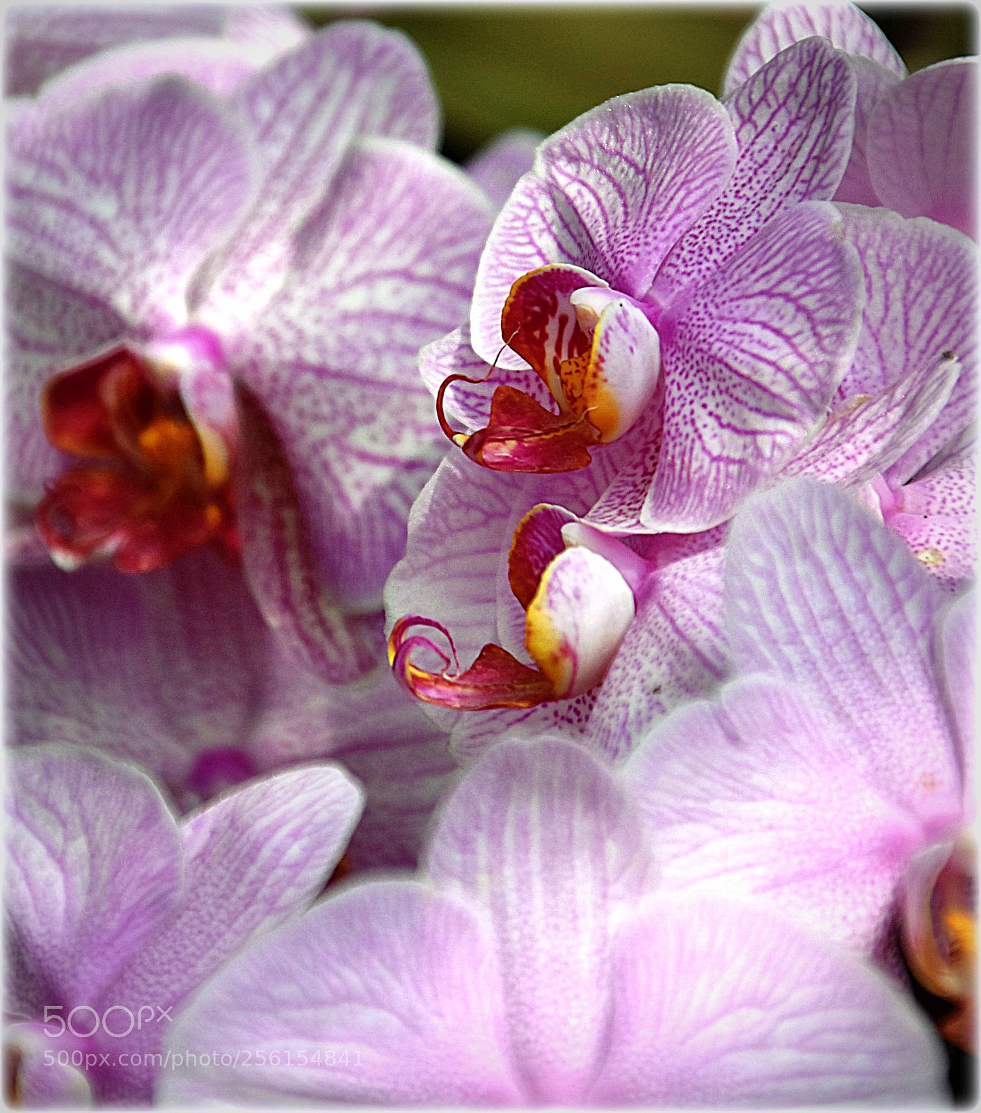 Nikon D7200 sample photo. ""orchid,;""g photography