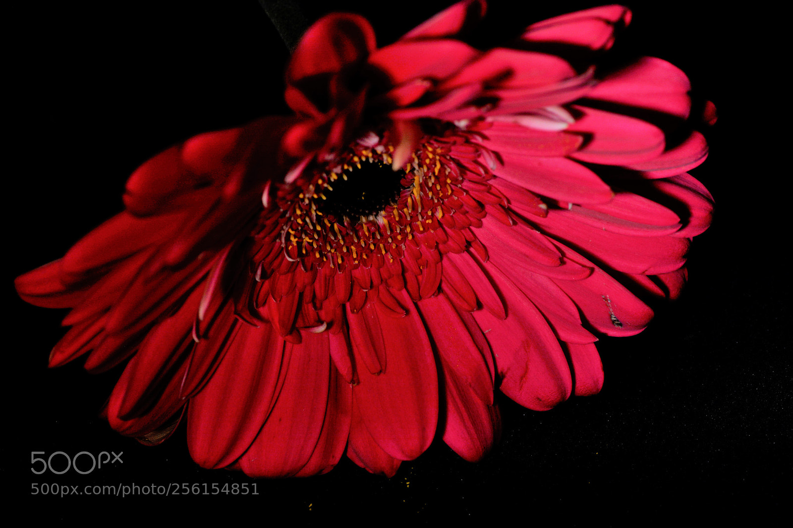 Nikon D7100 sample photo. Flowers photography