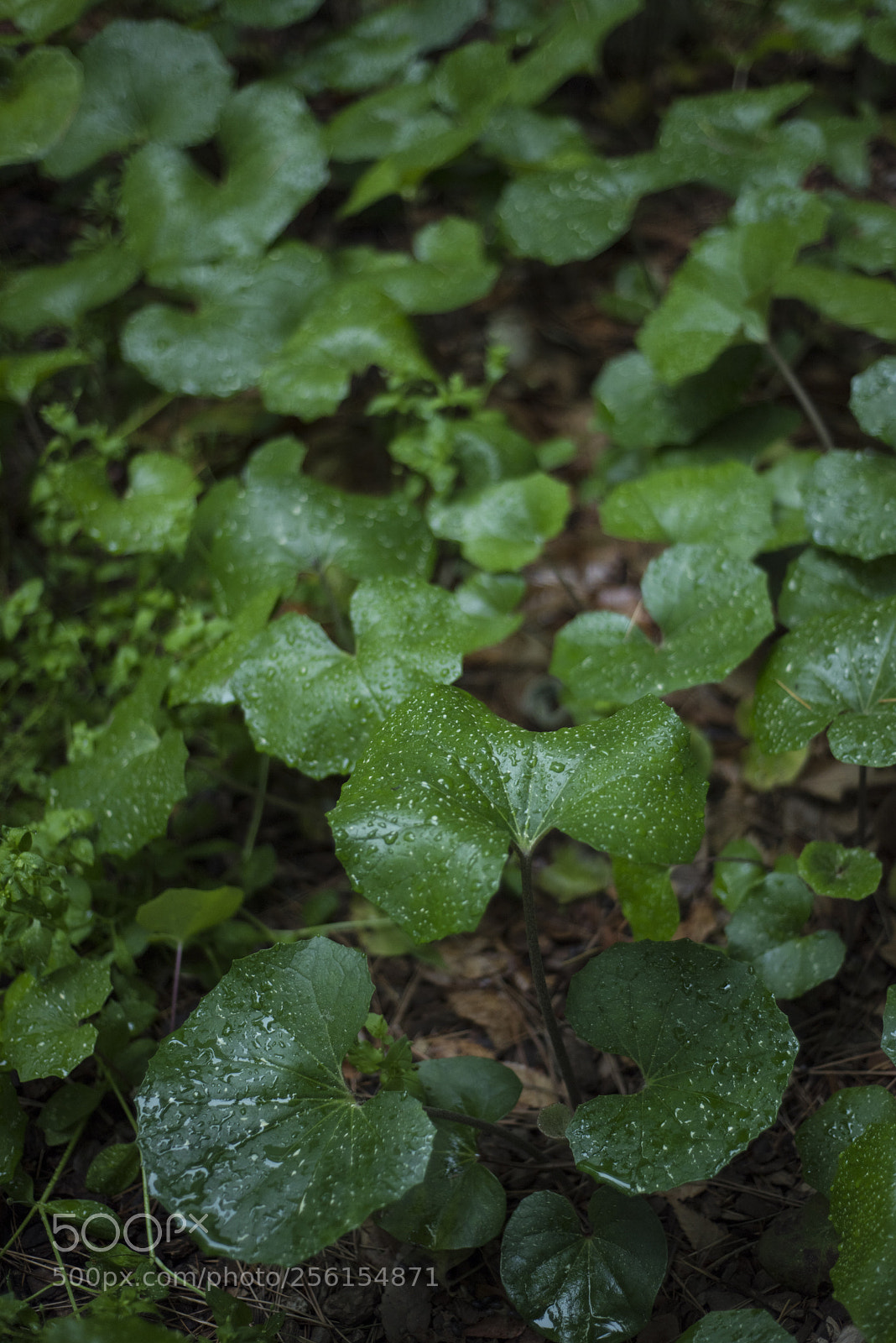 Nikon D810 sample photo. The rain has let photography