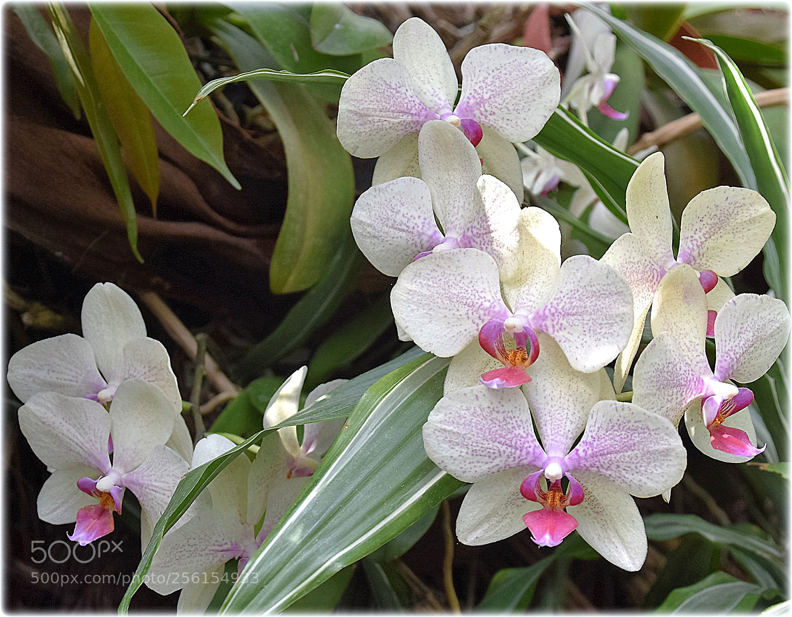 Nikon D7200 sample photo. """orchid" photography