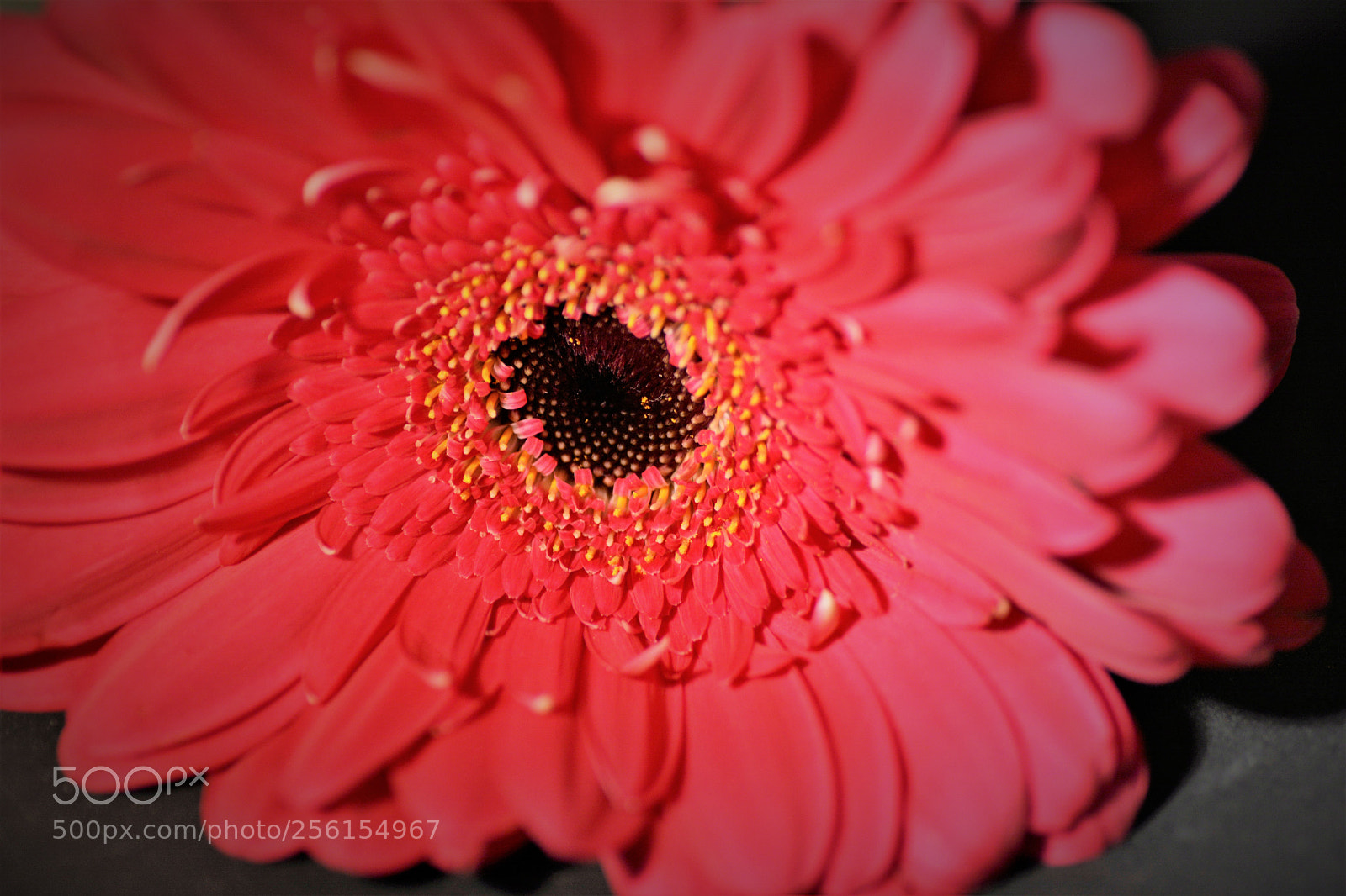 Nikon D7100 sample photo. Flowers photography