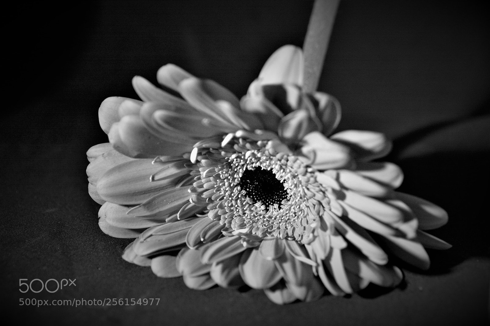 Nikon D7100 sample photo. Flowers photography