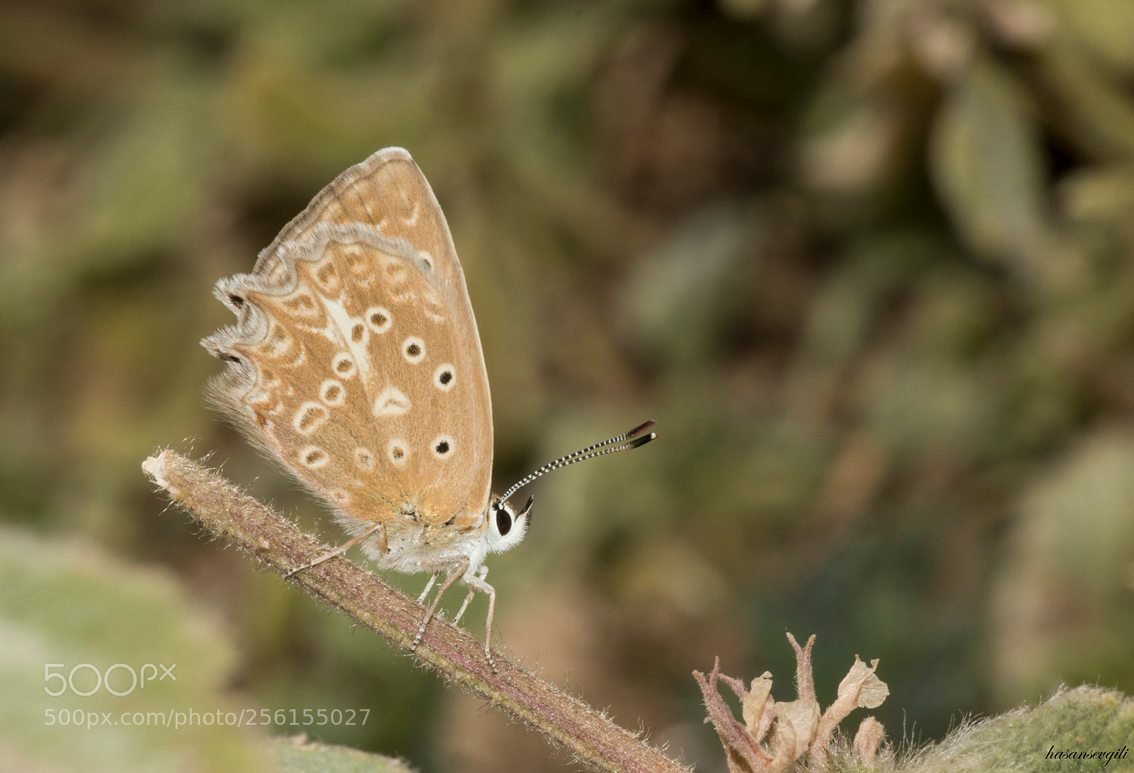 Canon EOS 7D Mark II sample photo. Kelebek/daphnis/female photography