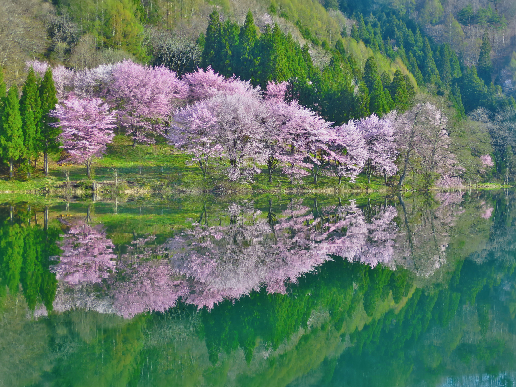 Canon PowerShot S120 sample photo. Reflections of cherry blossoms in full bloom photography