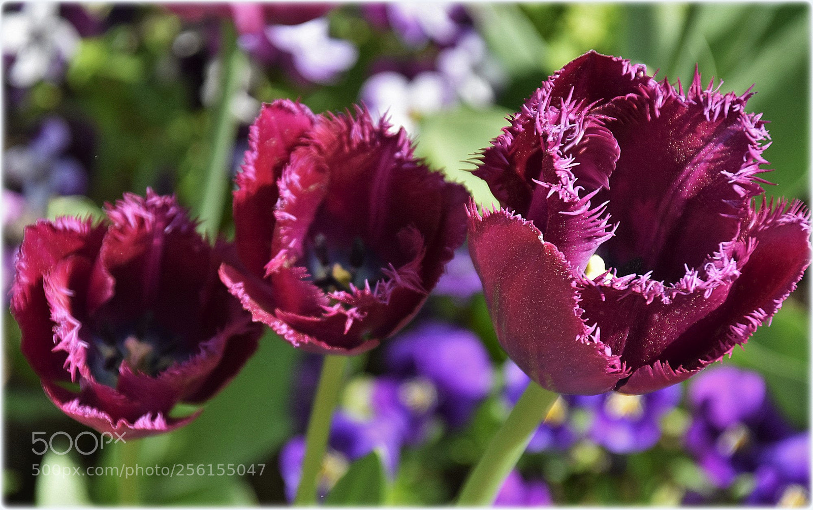 Nikon D7200 sample photo. "tulips" photography