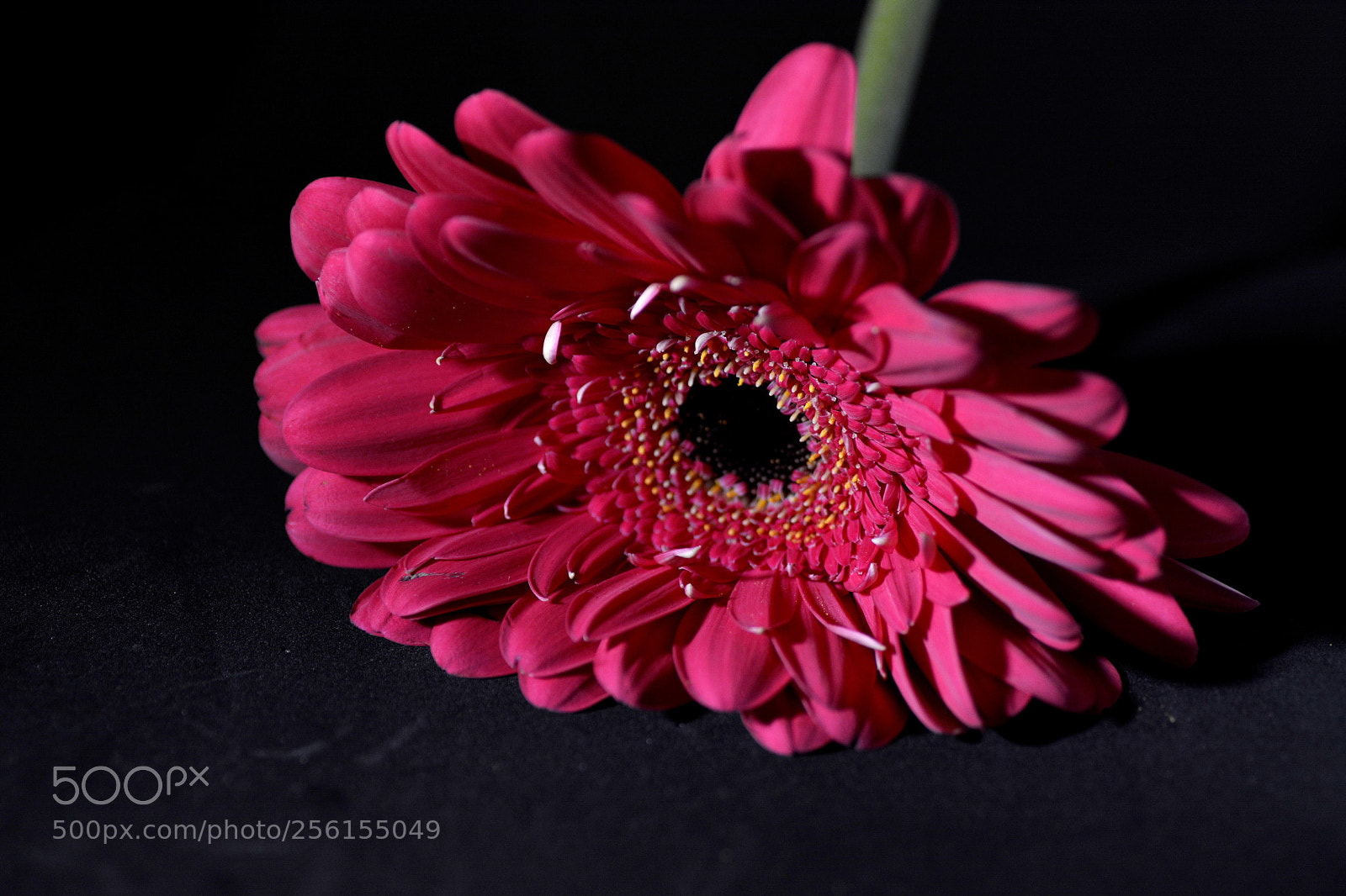 Nikon D7100 sample photo. Flowers photography