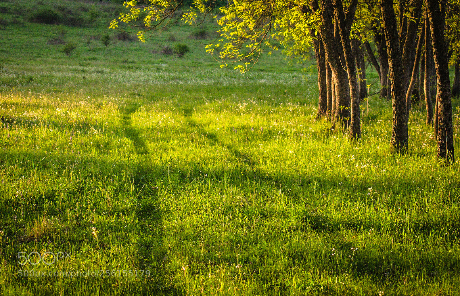 Nikon D5100 sample photo. Road in the spring photography