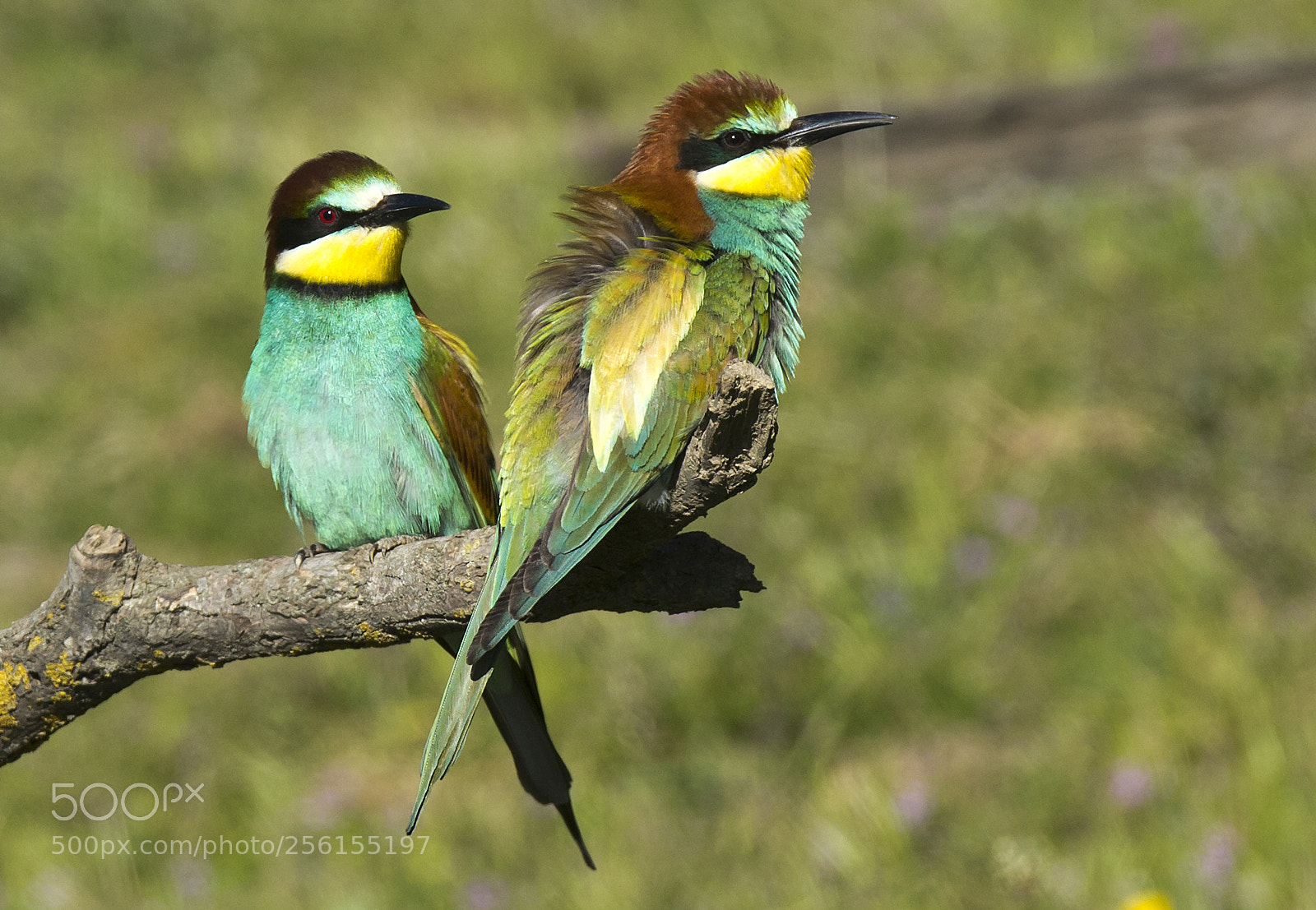 Canon EOS-1D X sample photo. Biæder/ european bee-eater photography