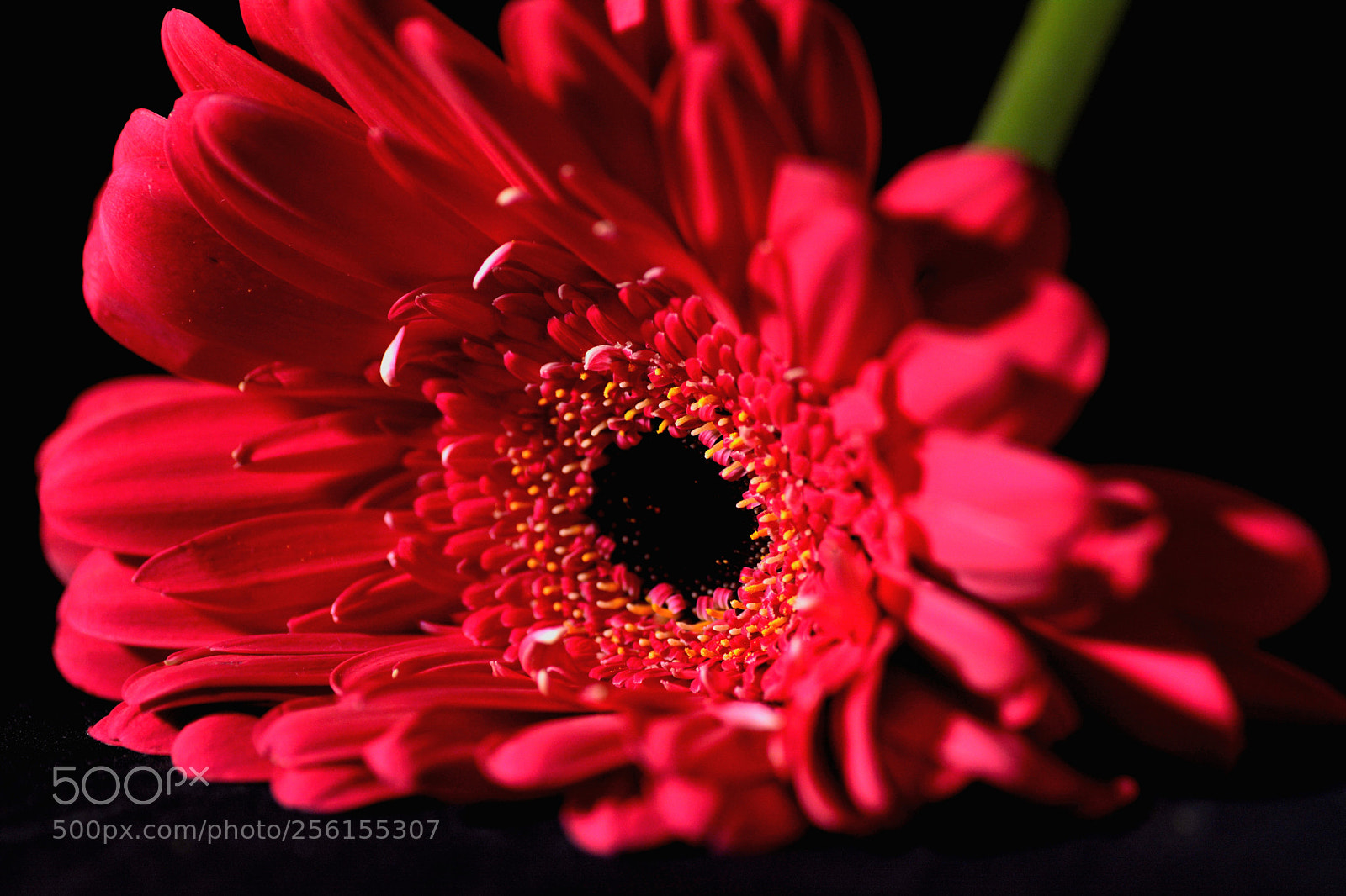 Nikon D7100 sample photo. Flowers photography