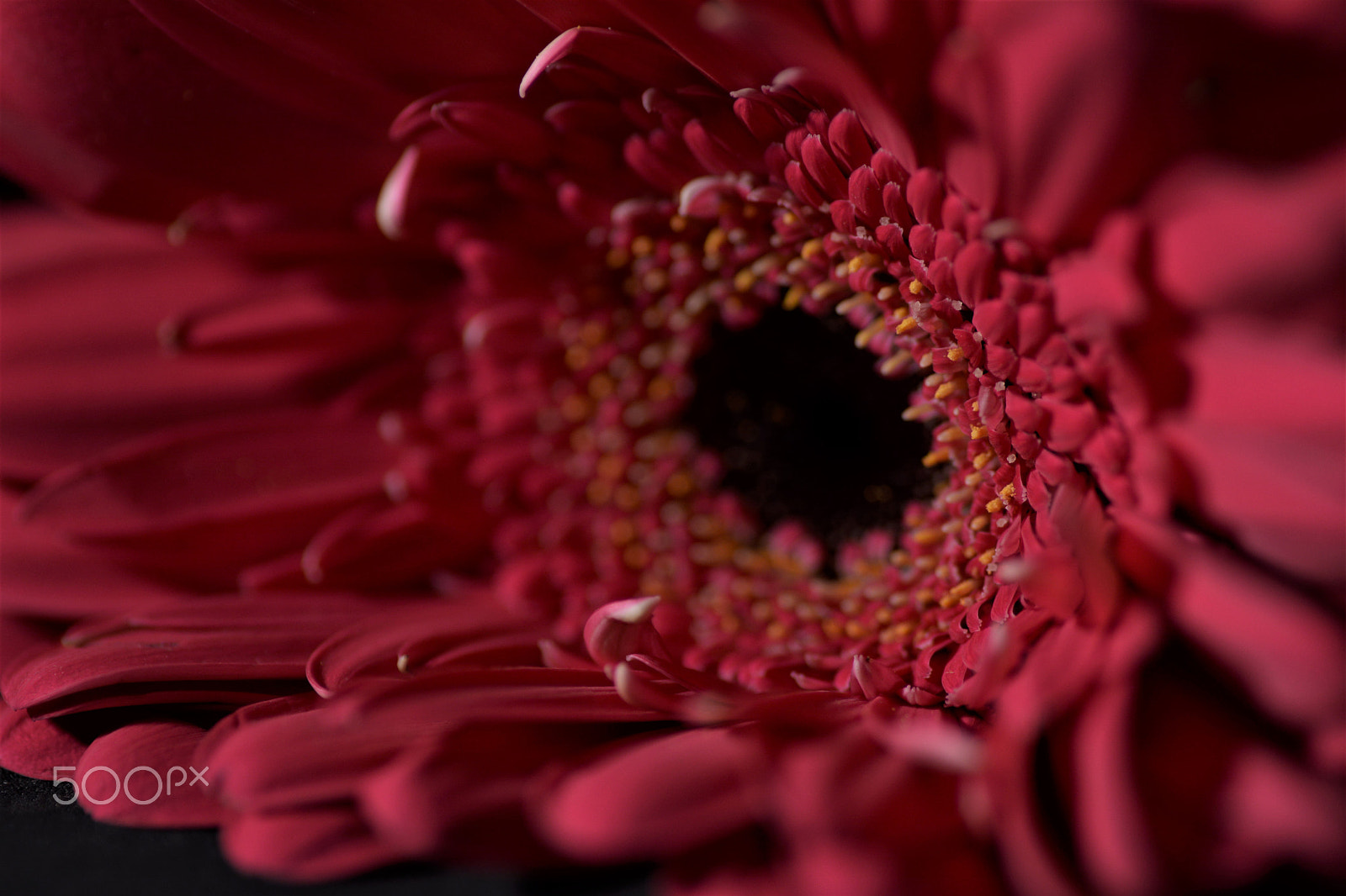 Nikon D7100 sample photo. Flowers photography