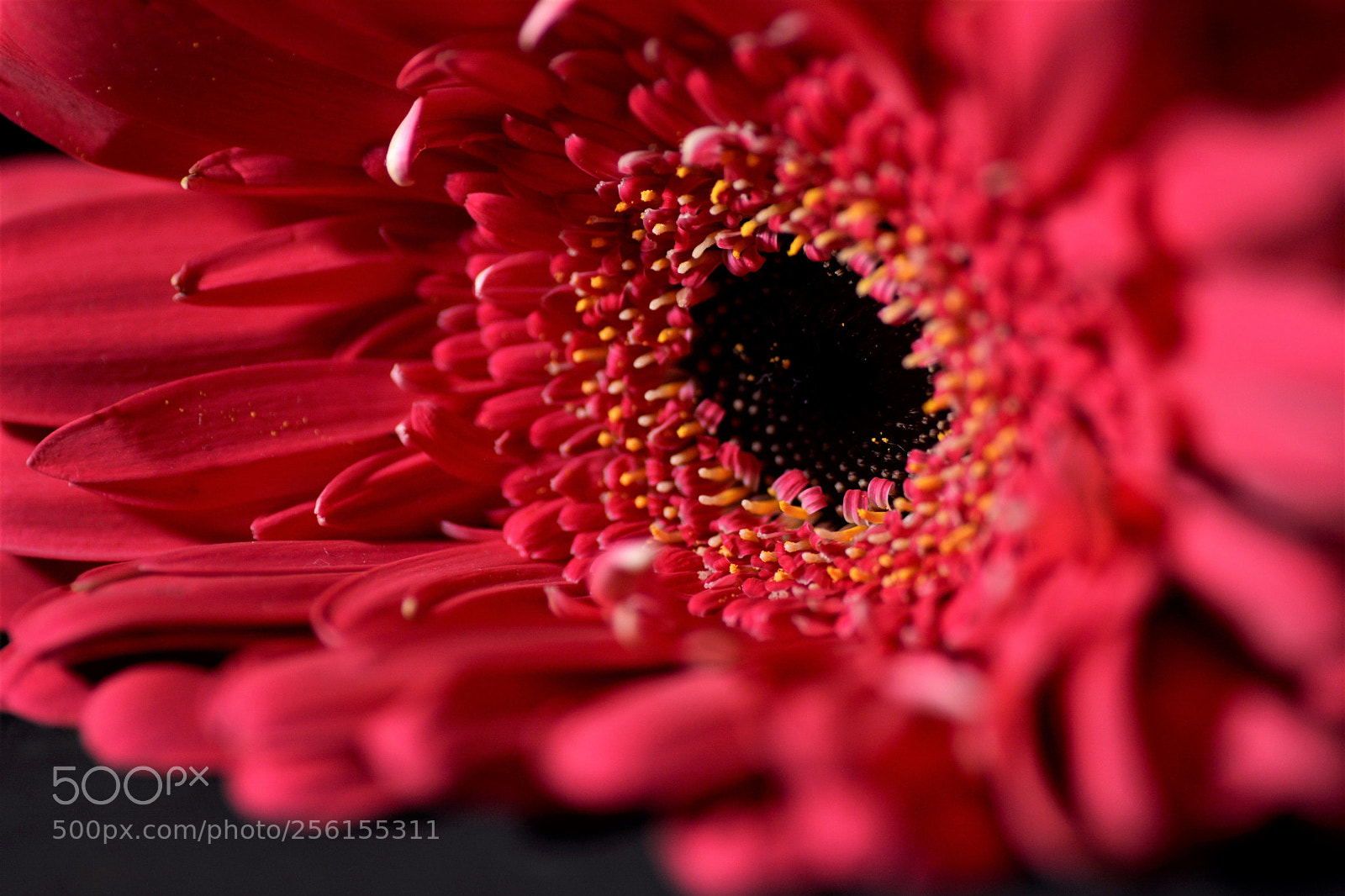 Nikon D7100 sample photo. Flowers photography