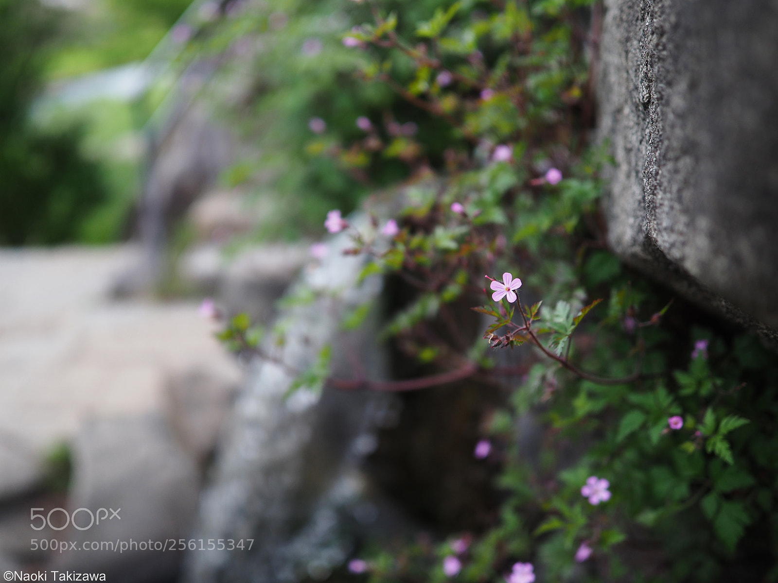 Olympus OM-D E-M1 Mark II sample photo. Small spring photography