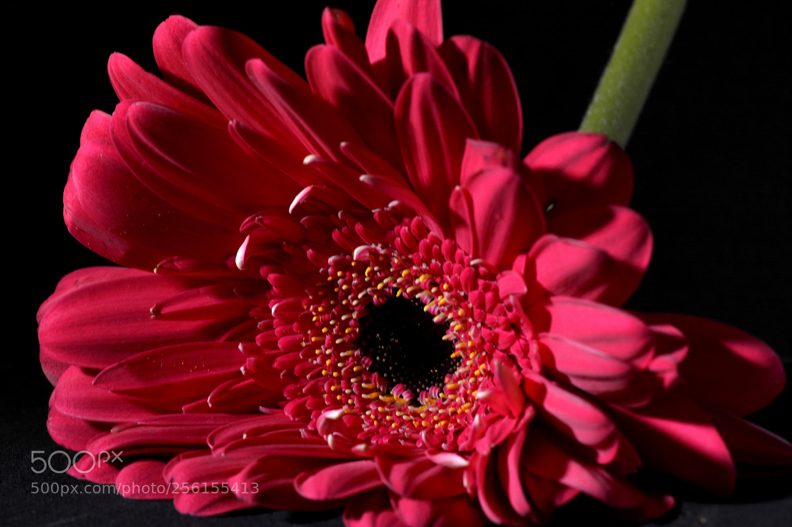 Nikon D7100 sample photo. Flowers photography