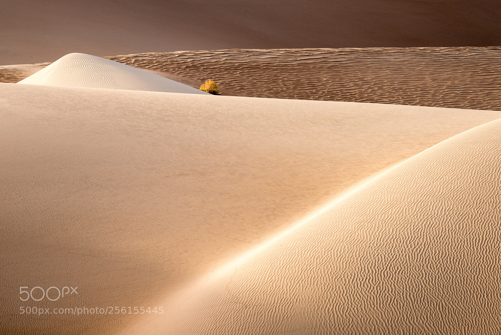 Nikon D800E sample photo. Desert story 1 photography