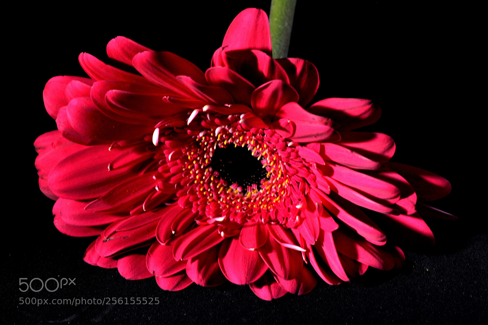 Nikon D7100 sample photo. Flowers photography