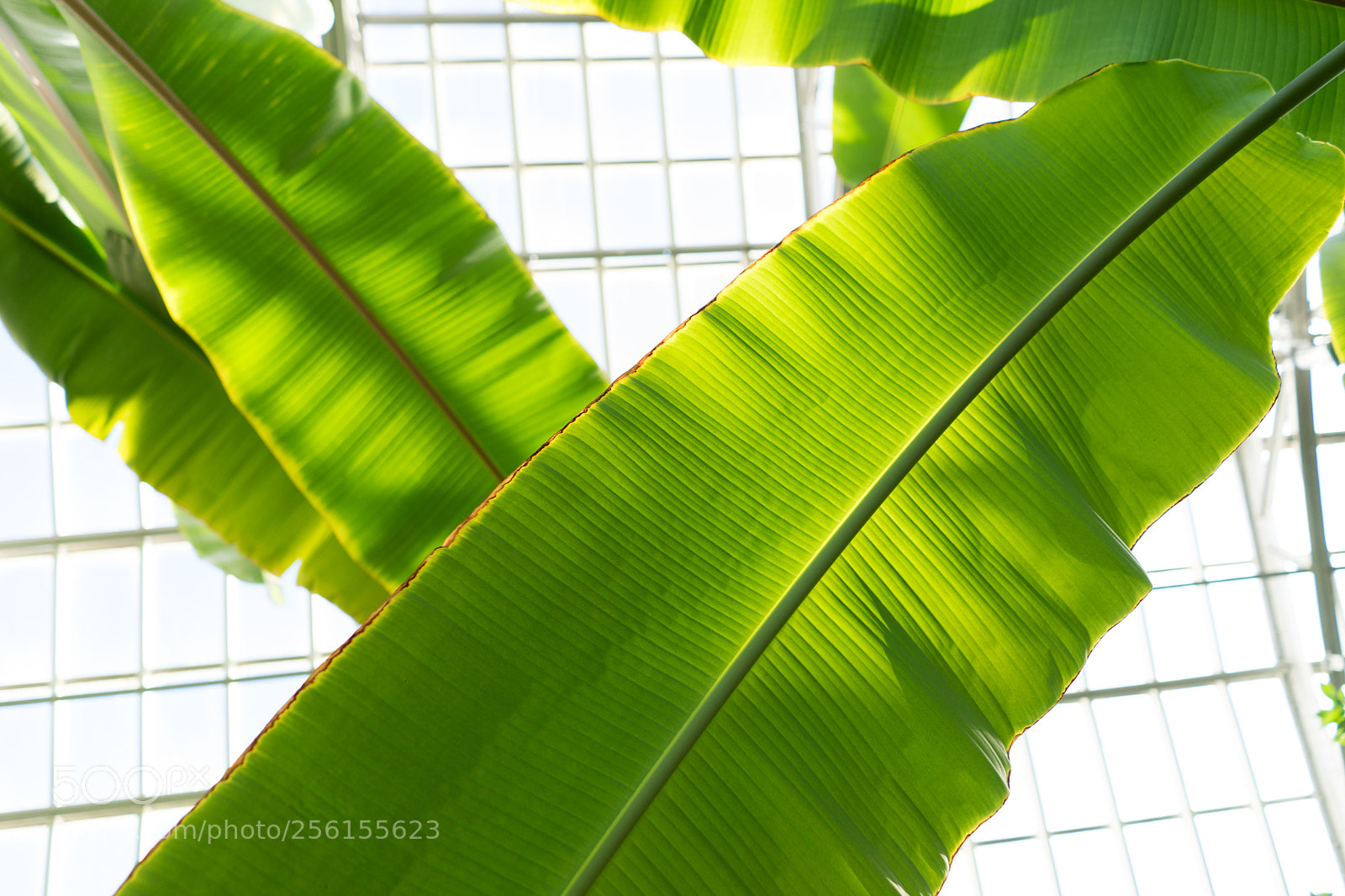 Sony a7 II sample photo. Palm leaves photography
