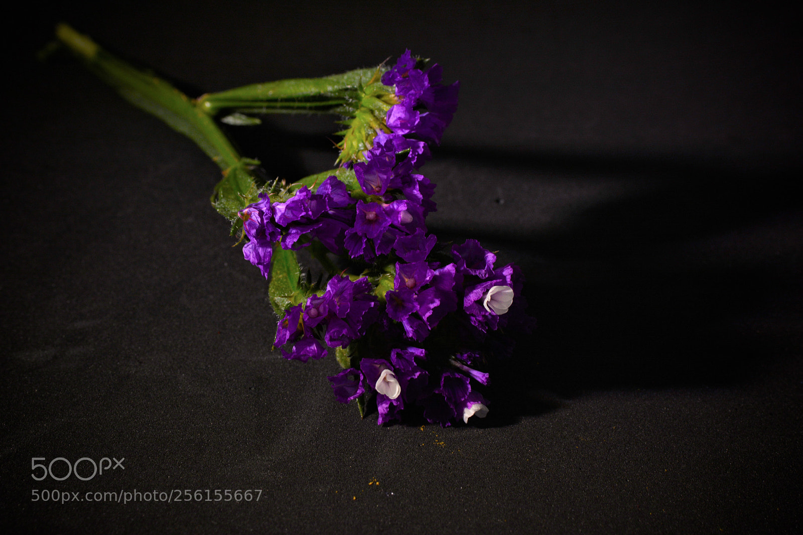 Nikon D7100 sample photo. Flower photography