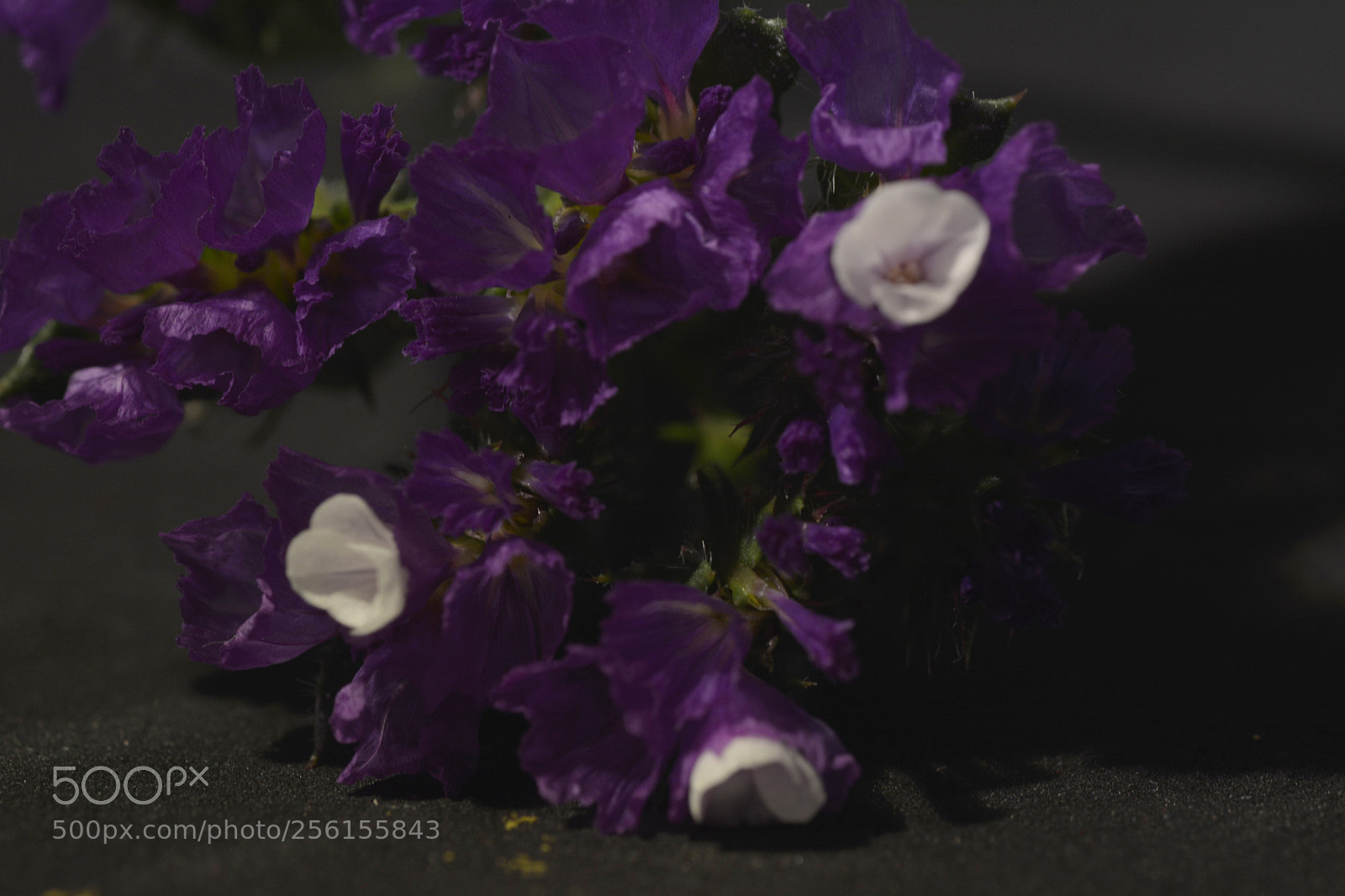 Nikon D7100 sample photo. Flowers photography